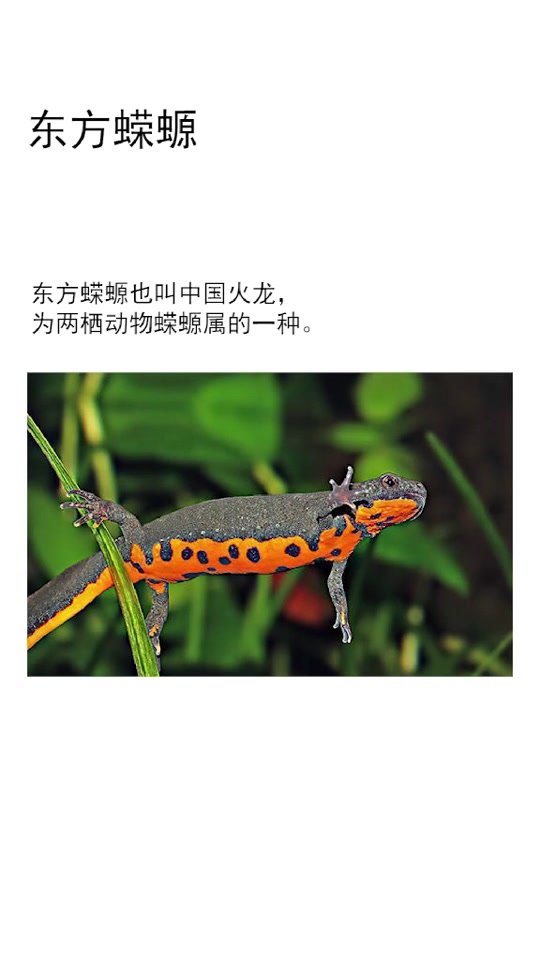 东方蝾螈如何分辨公母 - 抖音