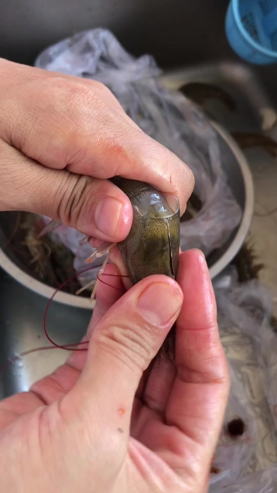 鱼身上的鱼线怎样抽出来 - 抖音