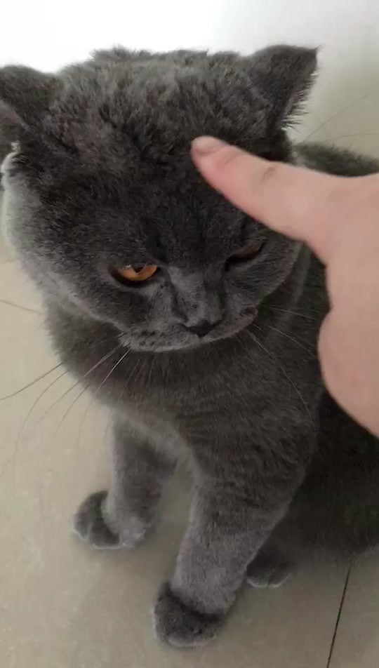 女人指小猫表情包原图