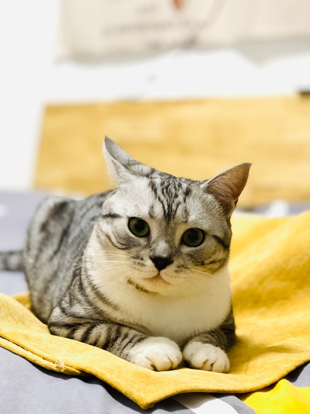 猫系长相男明星_男明星的猫