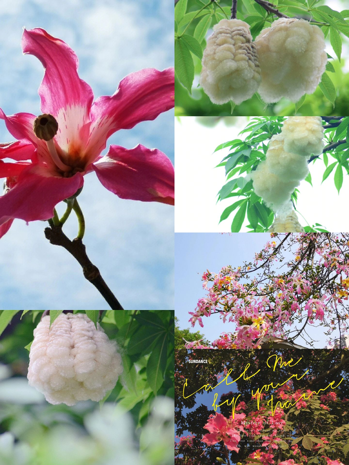 美人树绘本故事书