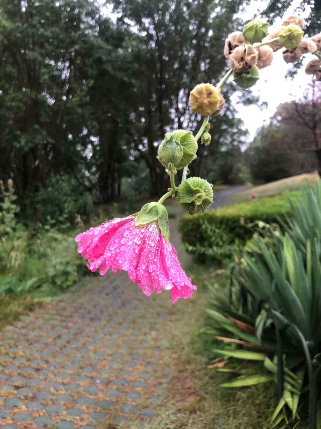 落雪飞花的抖音 - 抖音