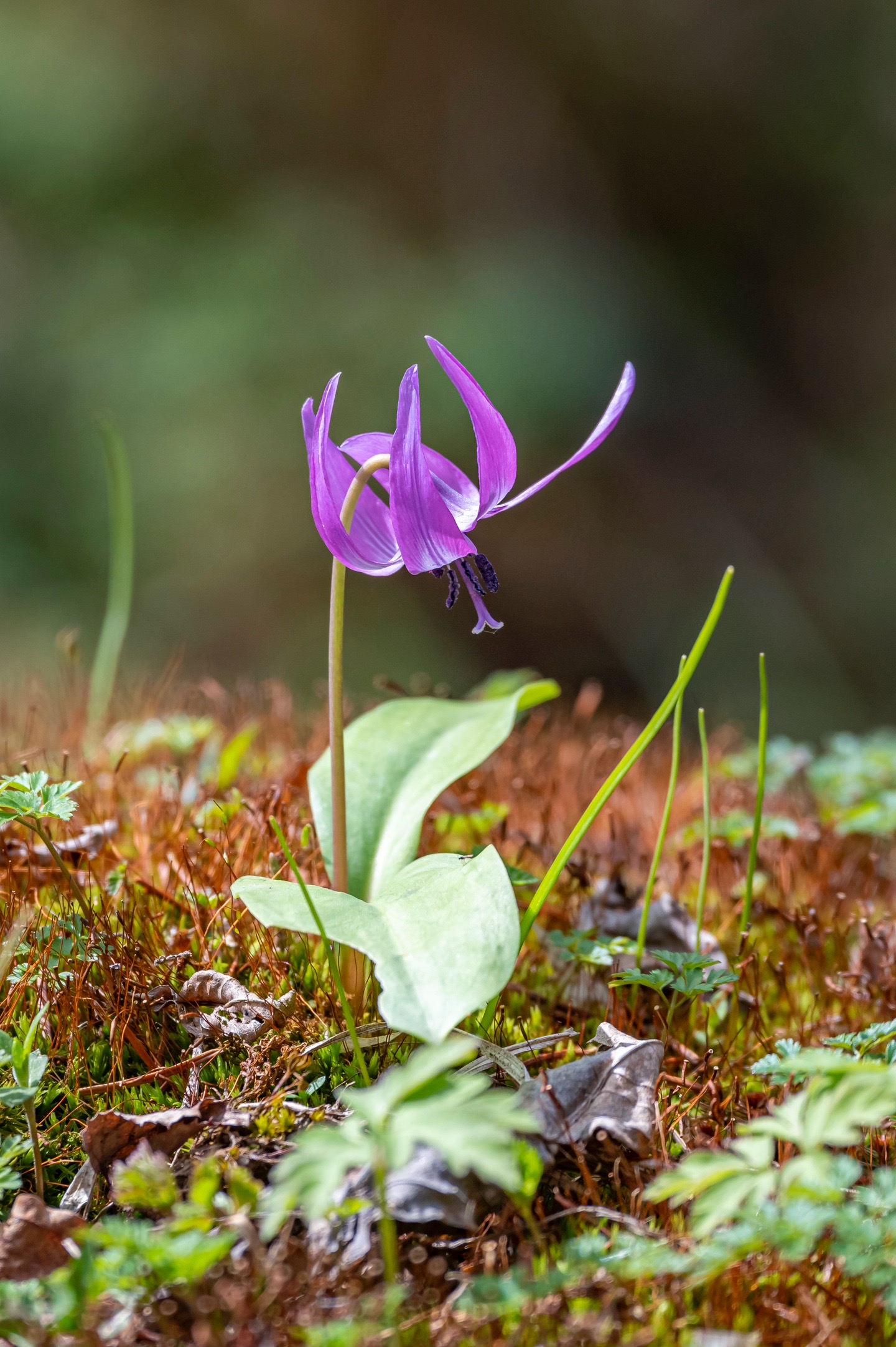 多年生草本植物.猪牙花产于中国吉林,辽宁,在日本和朝鲜也有分布.