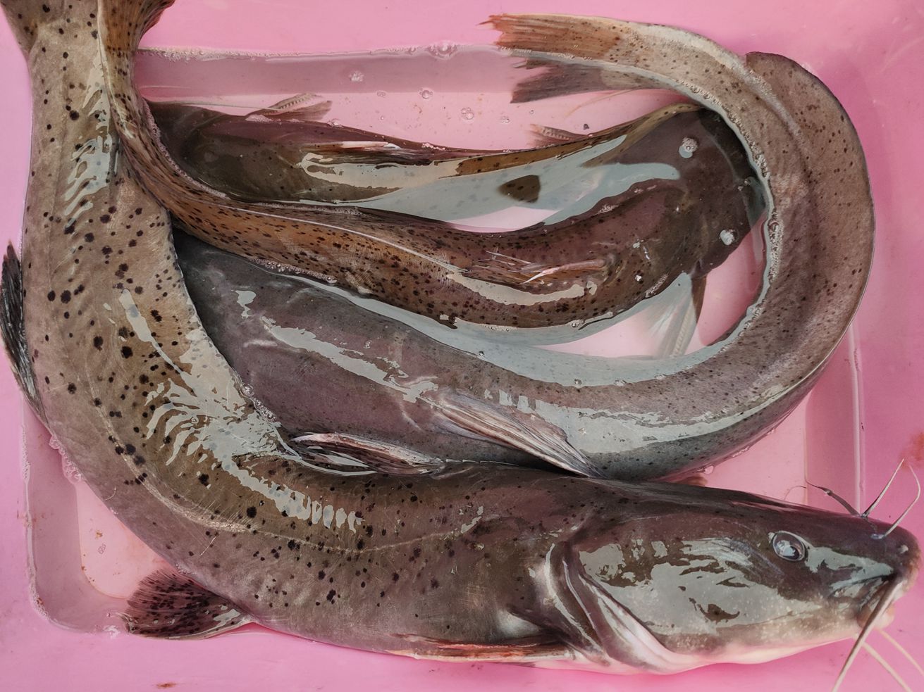 美达优派:今天在路边摊买了50斤鱼拿钱邕江放生,你们五一放假,我们