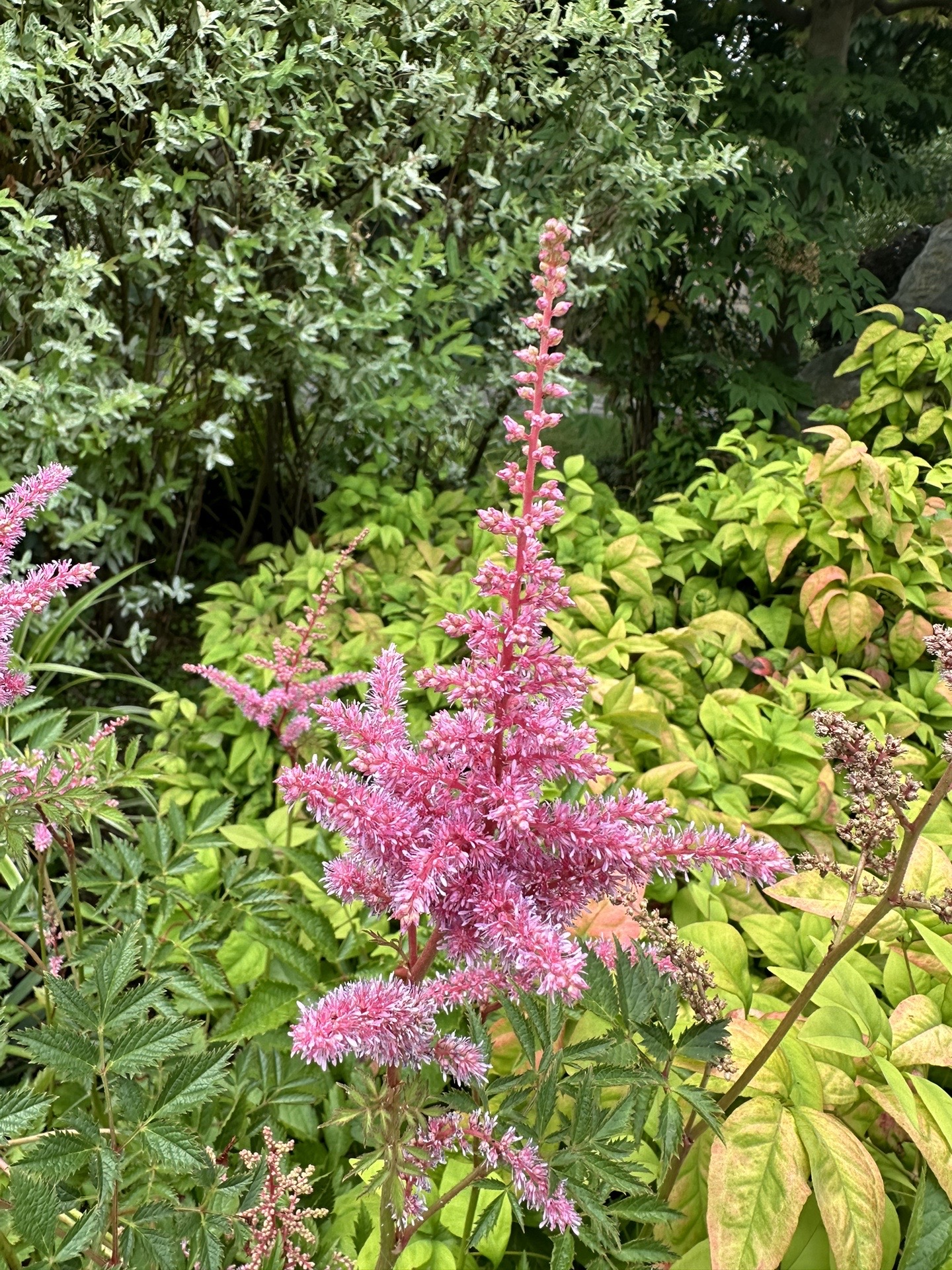 天上掉下的新媳妇～～落新妇!