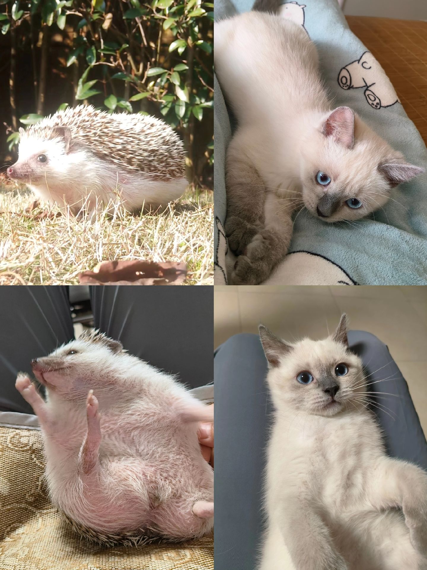 一个日记一个洋娃娃海龟汤