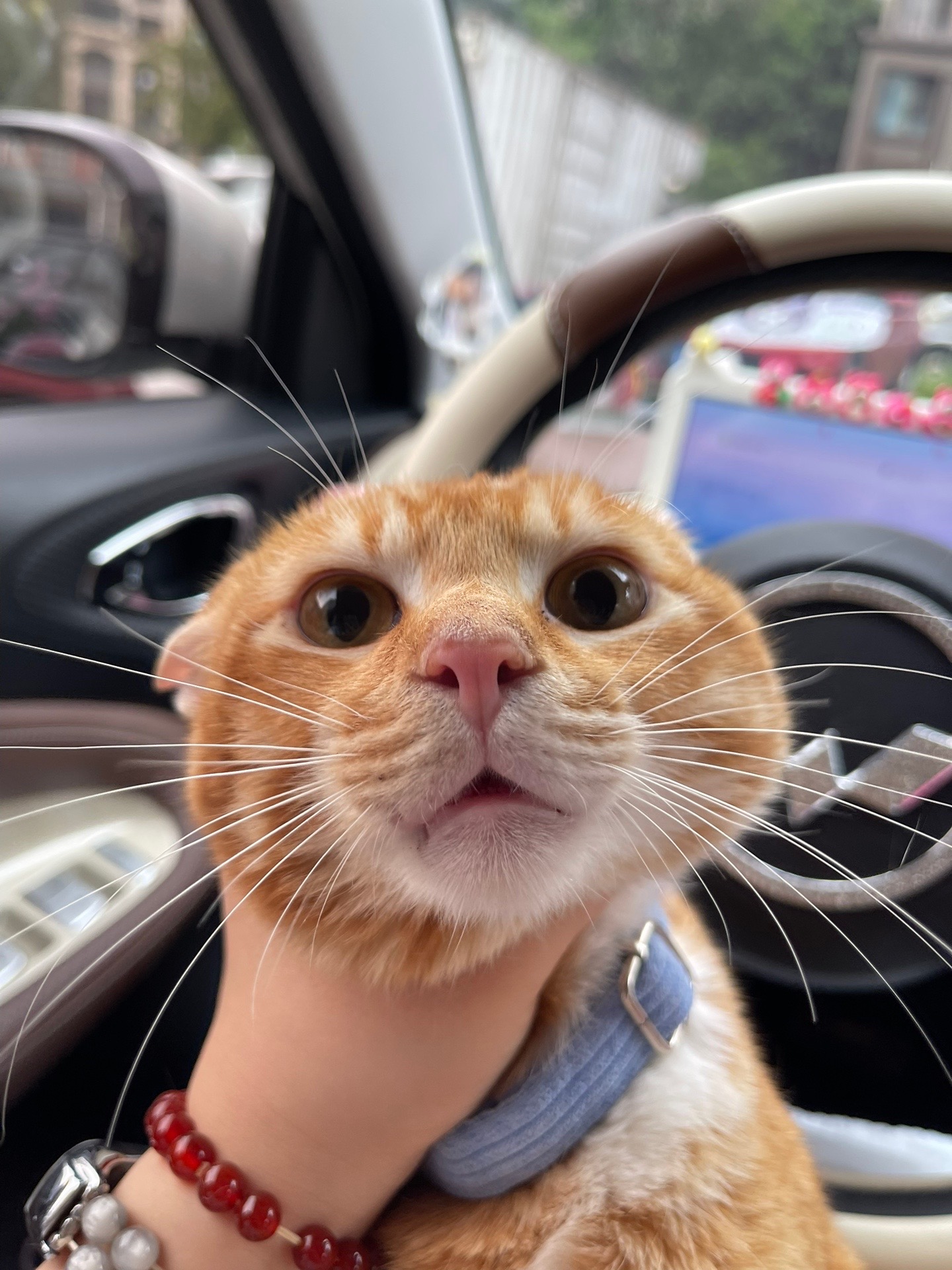 心碎小颖:田园猫真的不可爱吗?真的不想上班啦!