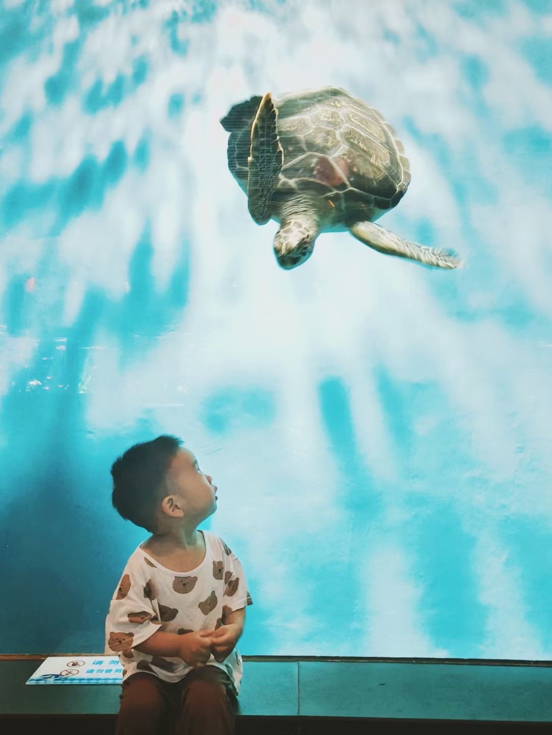 一个日记一个洋娃娃海龟汤