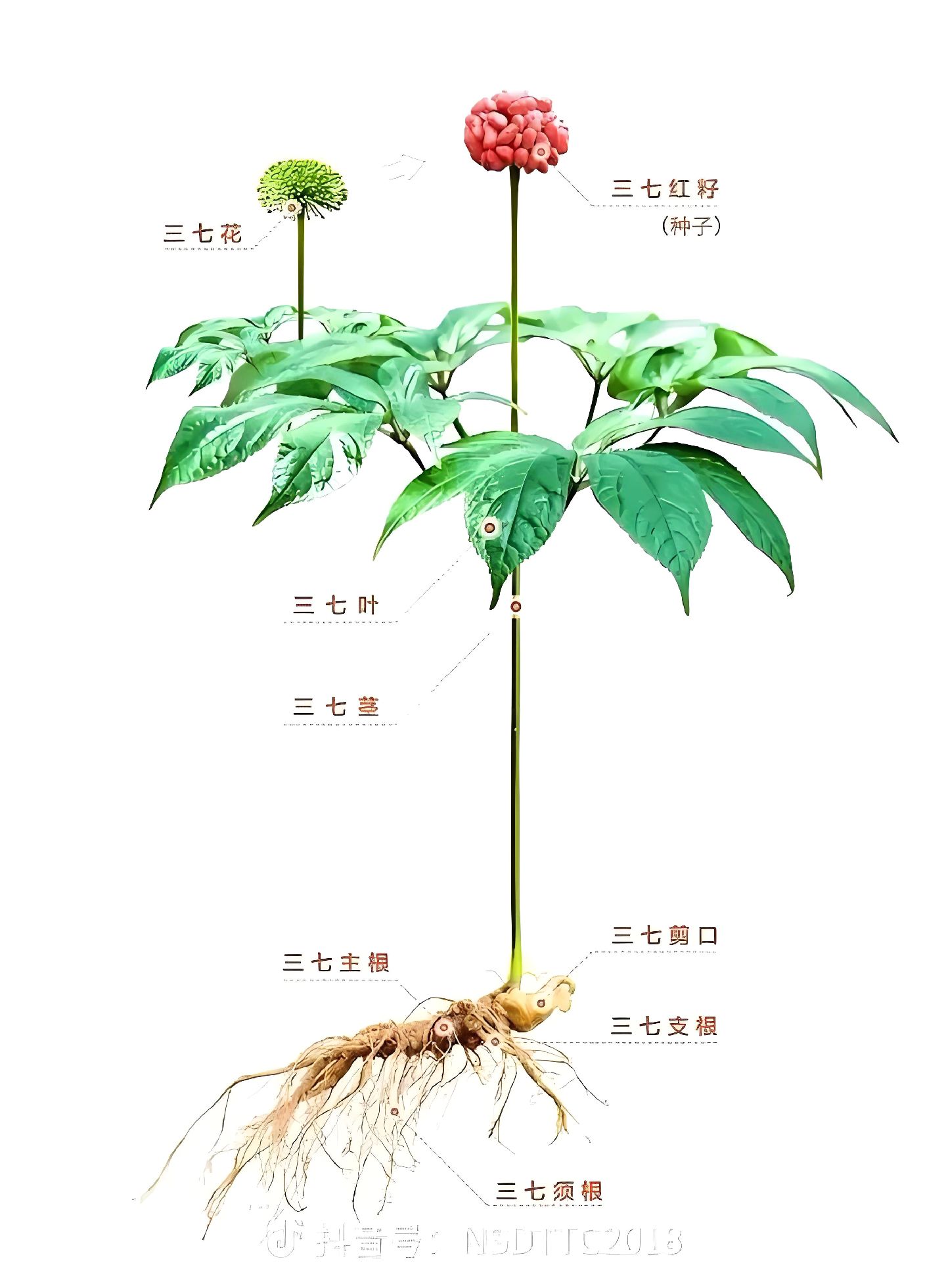 风雨顺时:《三七》别名人参三七,田七,盘龙七,金不换.性温,味甘,微苦.