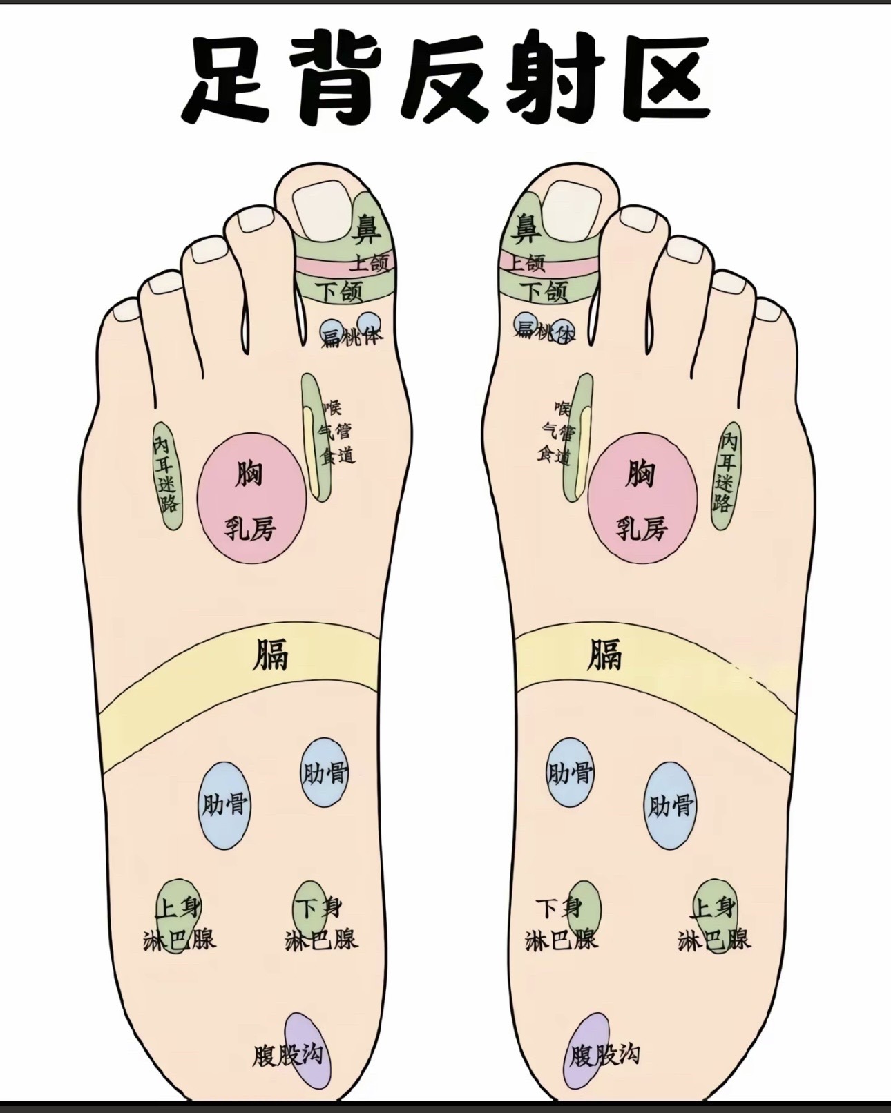 若脚趾甲颜色苍白,缺乏血色,多见于营养不良,贫血患者;此外如果脚趾