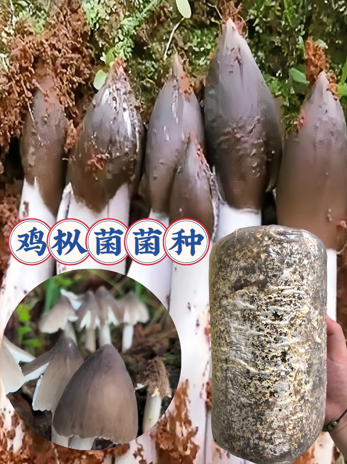 九七呀:人工种植鸡枞菌菌种.