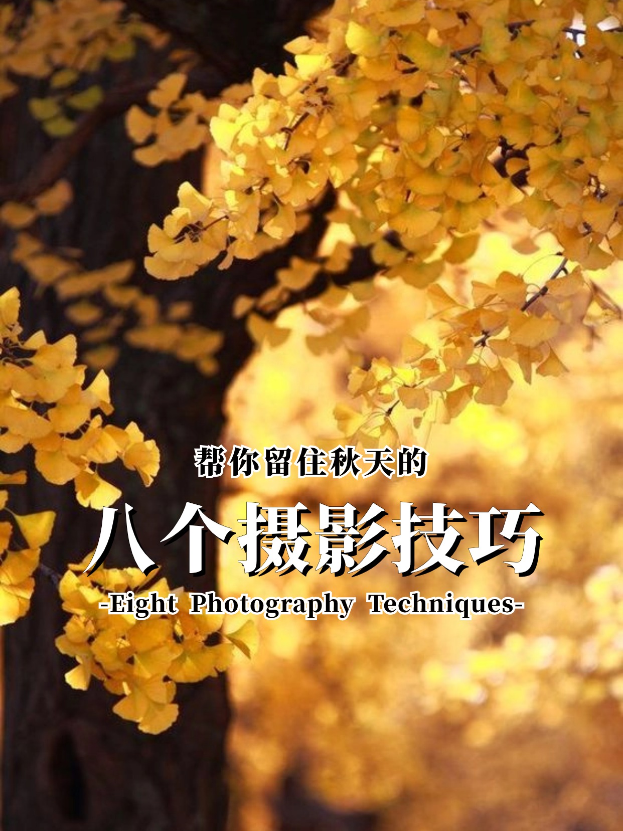 秋景拍摄教程摄影图片，技巧大全