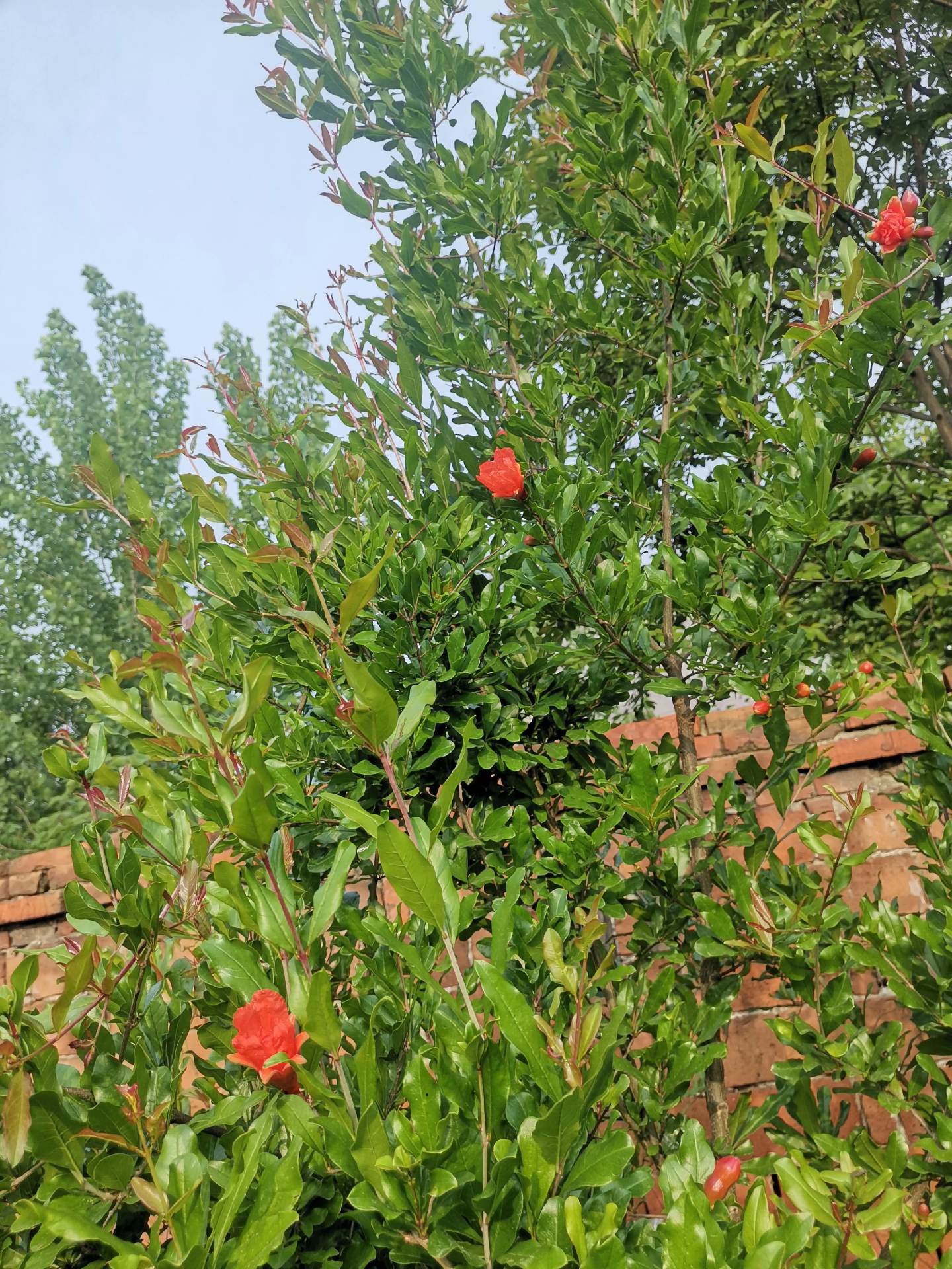 石榴草的功效与作用