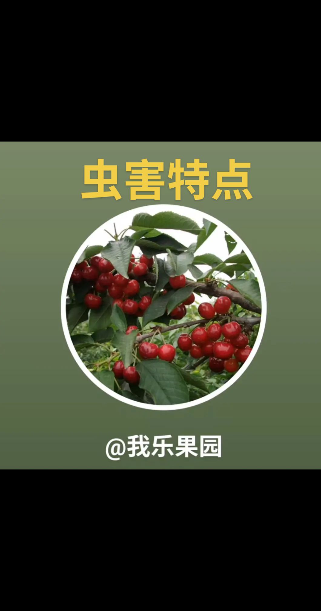 预防为主,综合治理#病虫害防治 #大樱桃种植管理 #记录我的农村生 