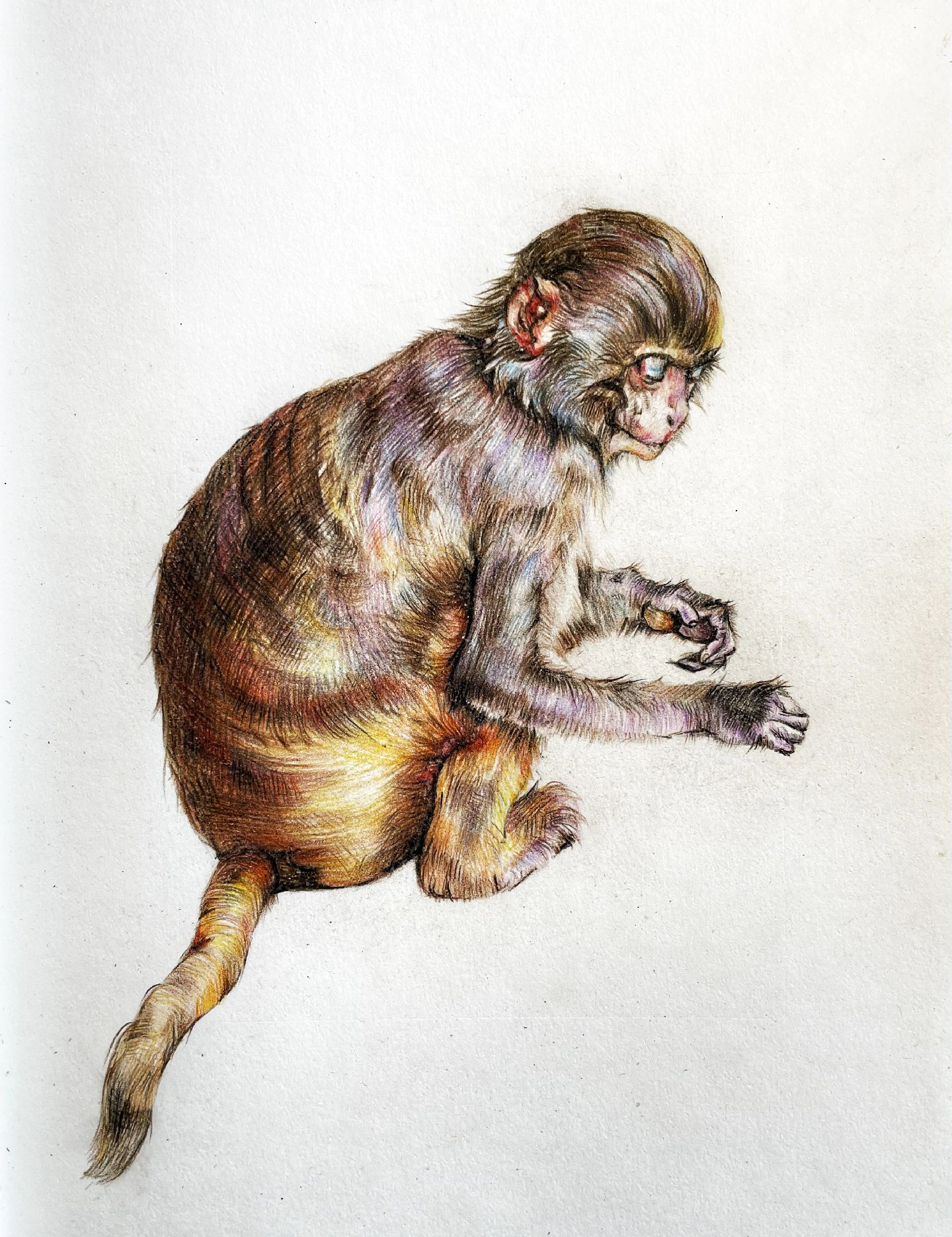 laurie-瑞瑞:小猴子彩铅画.