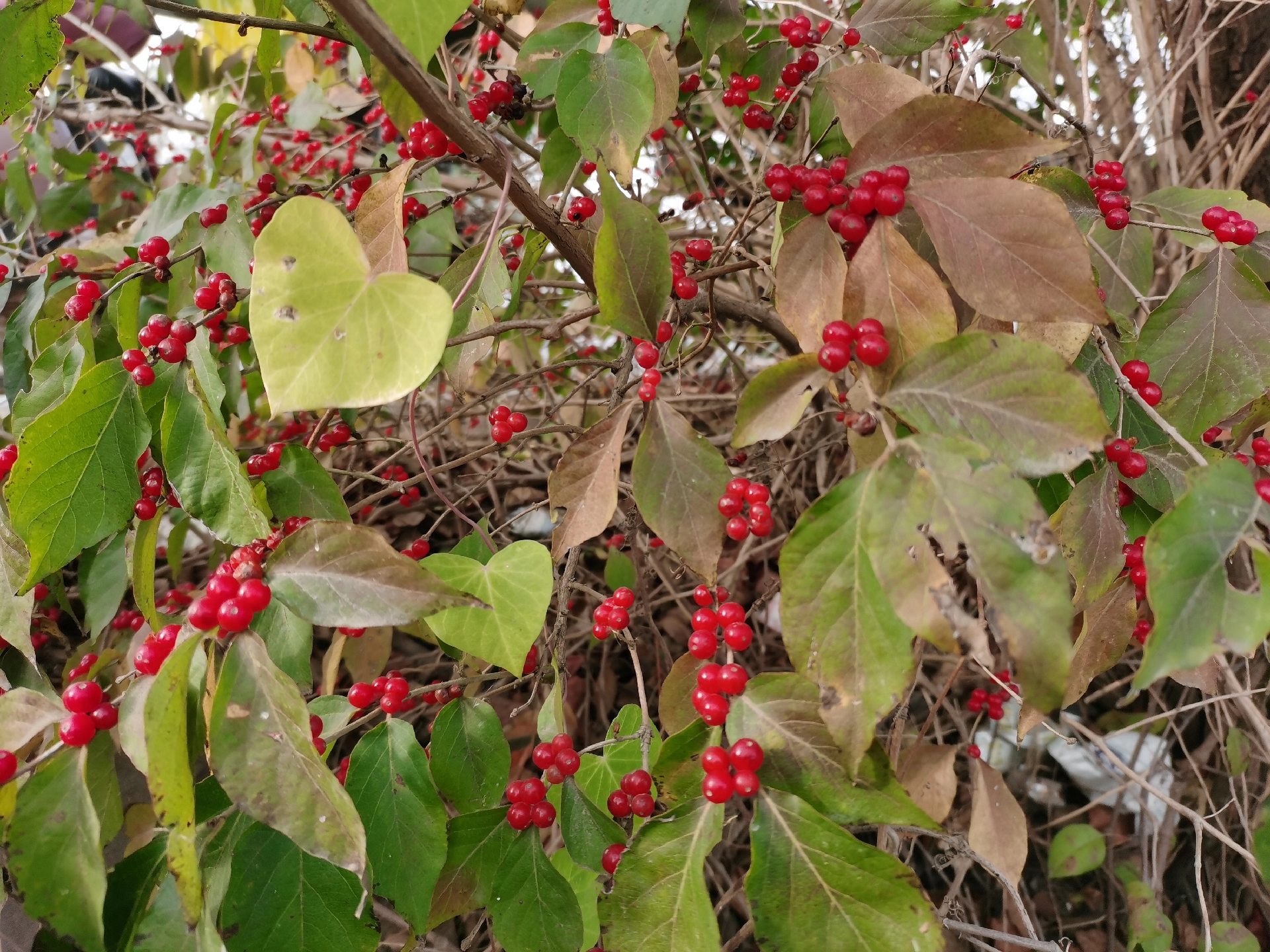 路边不知名的小果子#百年杜李子树#一场相遇一生回忆