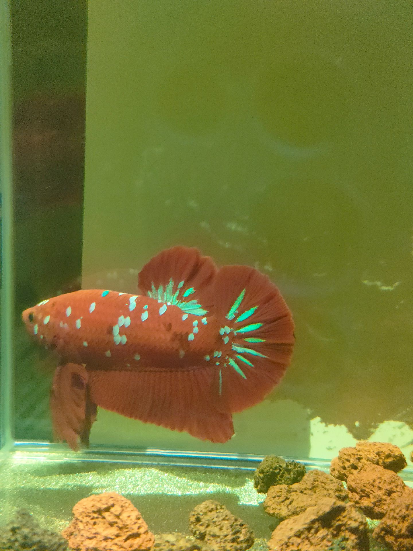 精品斗鱼:精品彩金斗鱼.