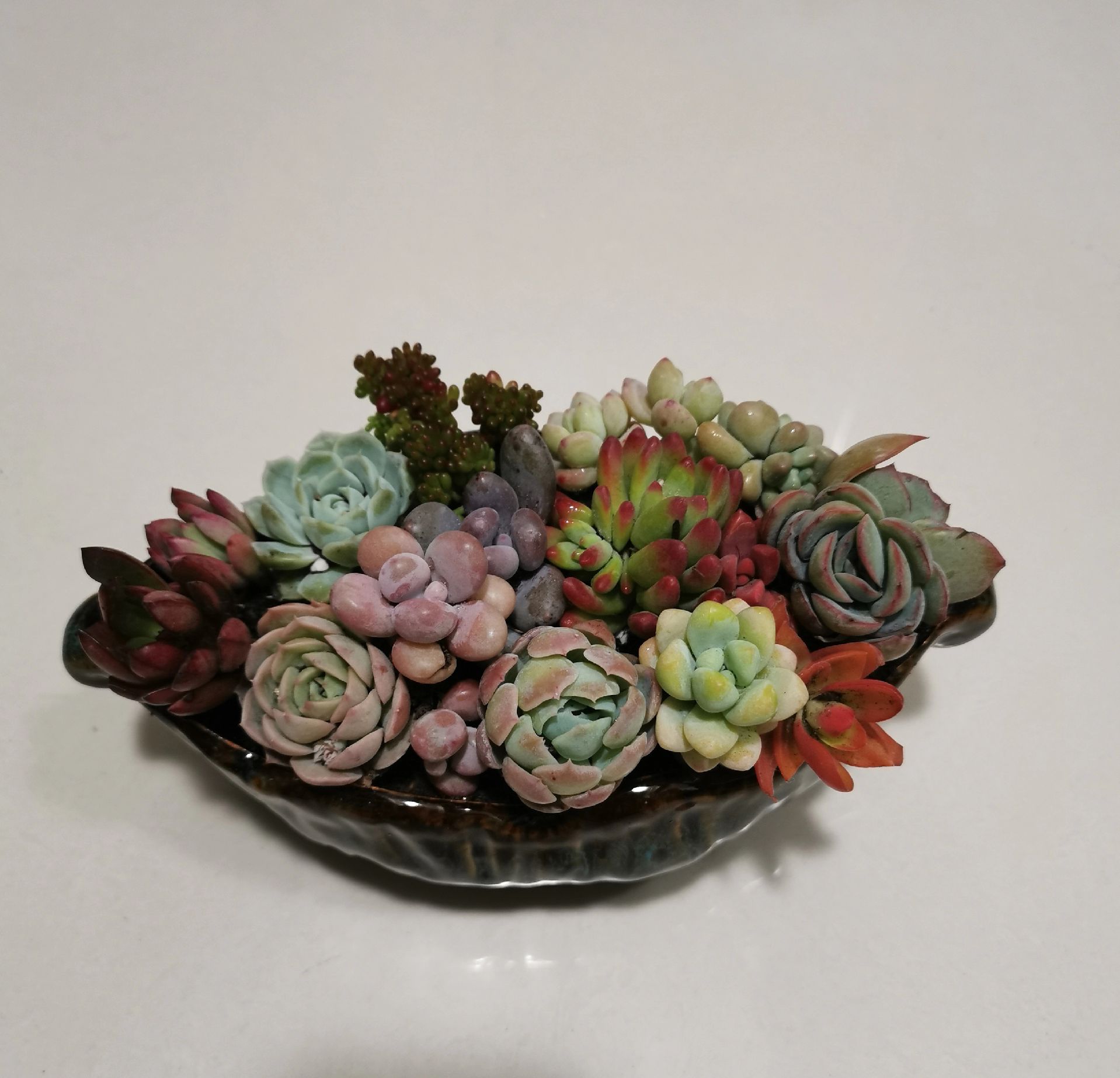 多肉花篮创意拼盘