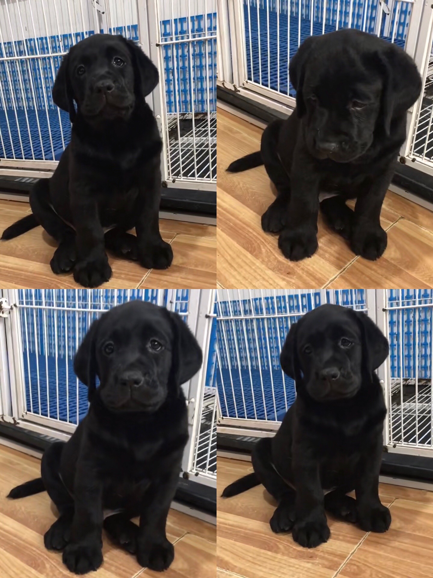 狗狗两个多月了,已经会自己吃了,现在吃的是幼犬粮,健康活泼,疫苗和