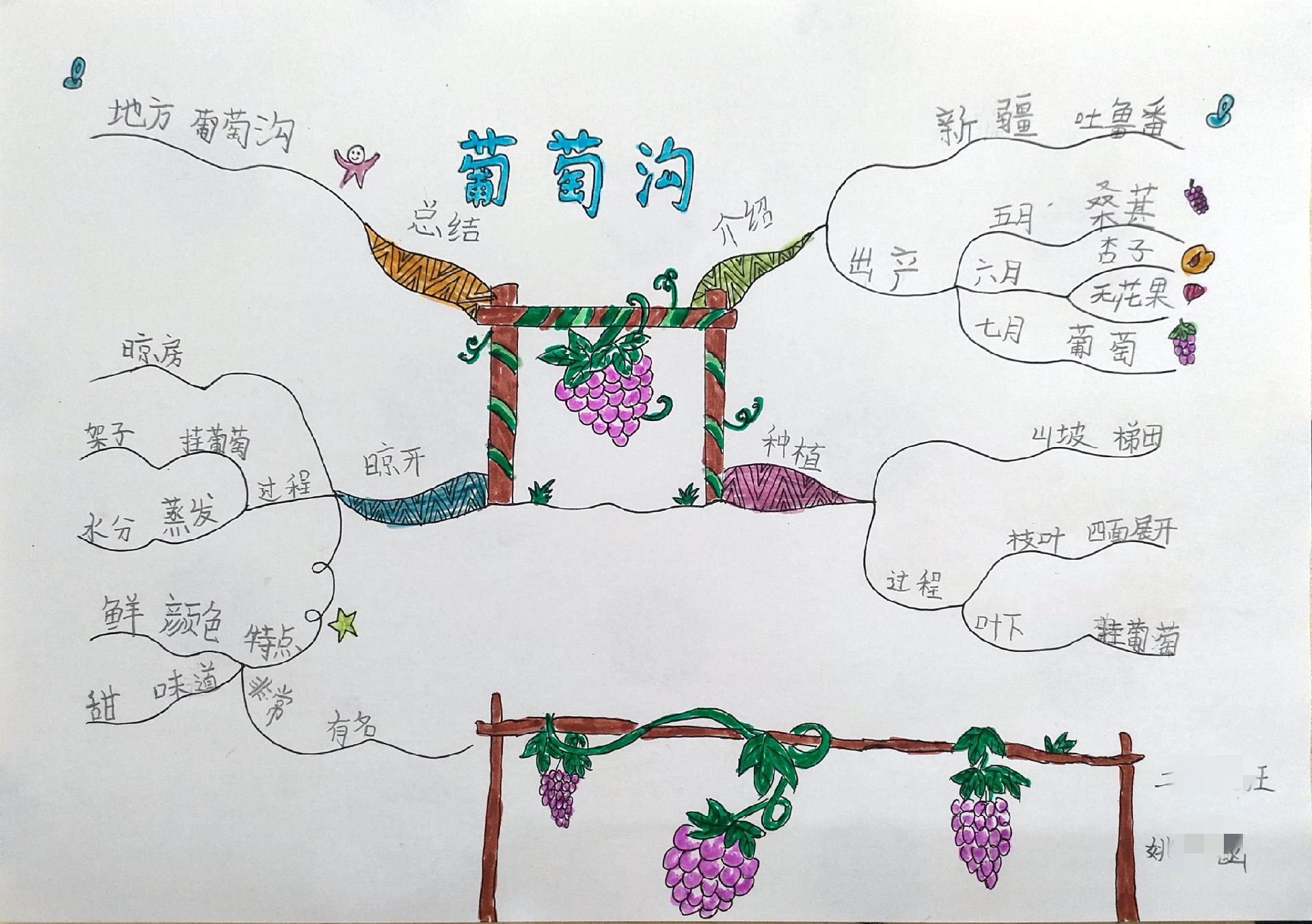草莓and猫猫:二年级语文思维导图《葡萄沟》#手绘思维导图