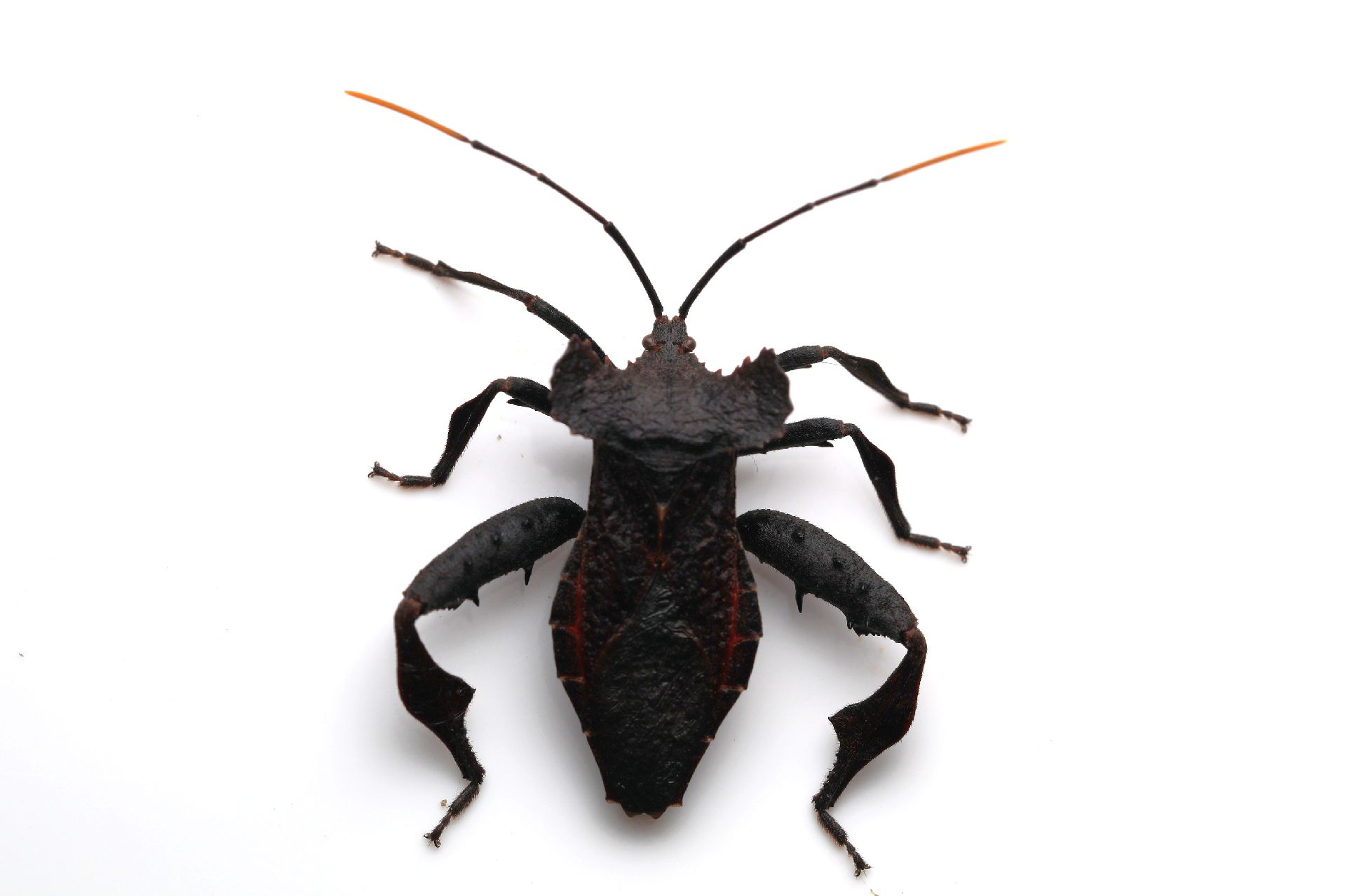 breddinella humeralis肩异缘蝽 雄 半翅目缘蝽科.