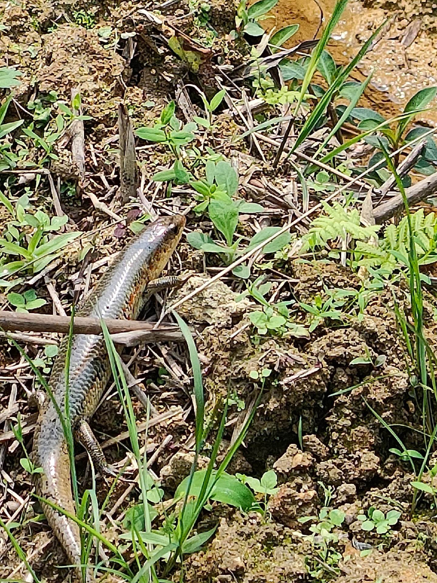 青藤蛇身上的小花