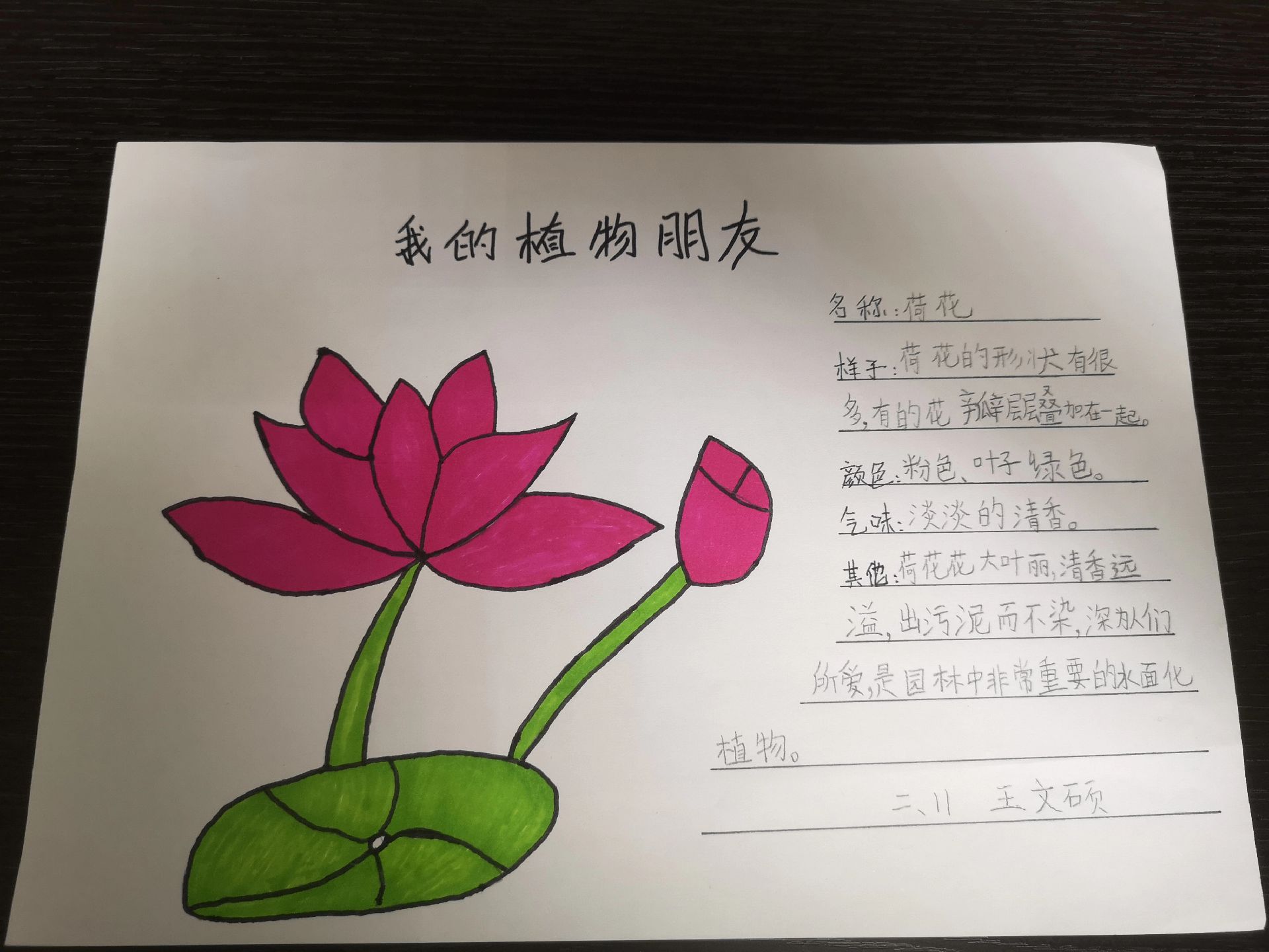 冬季植物手抄报