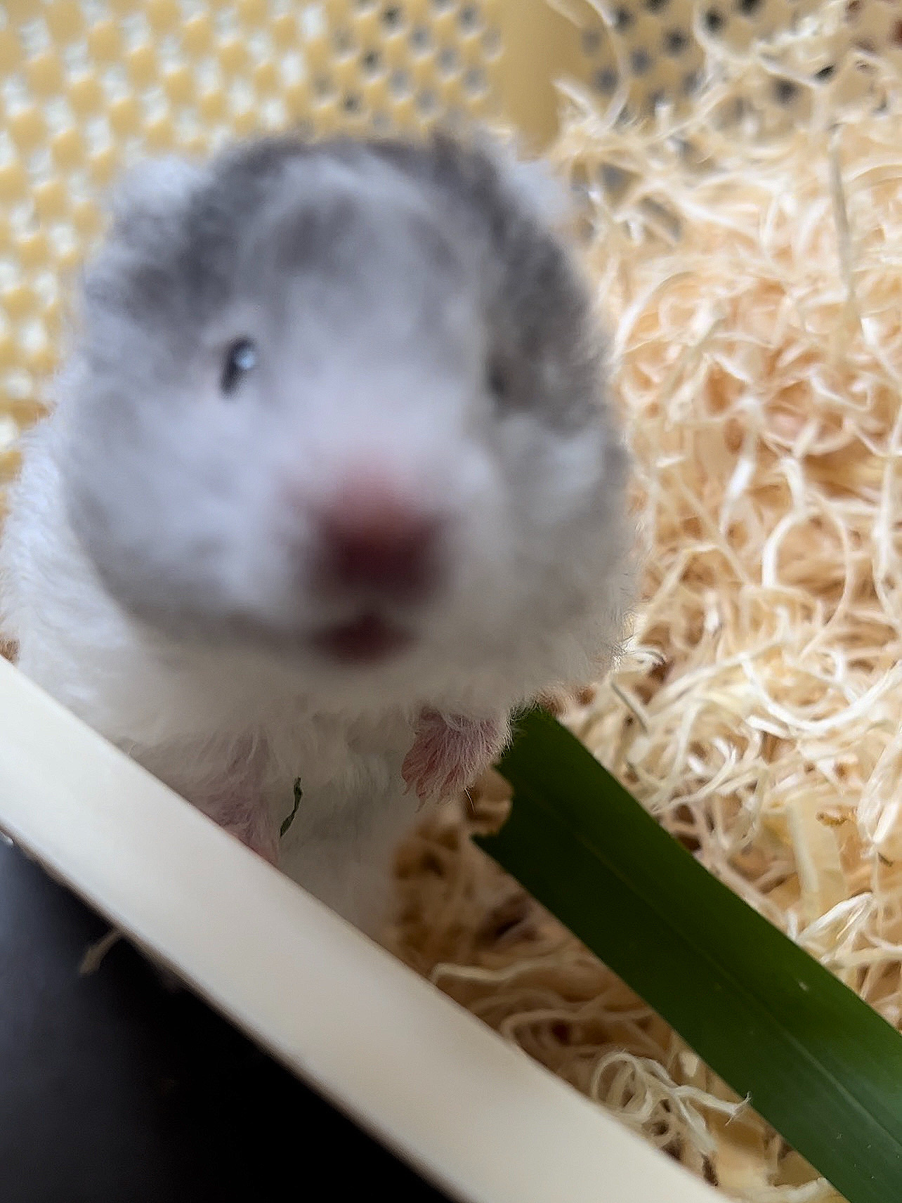 仓鼠略略略表情包