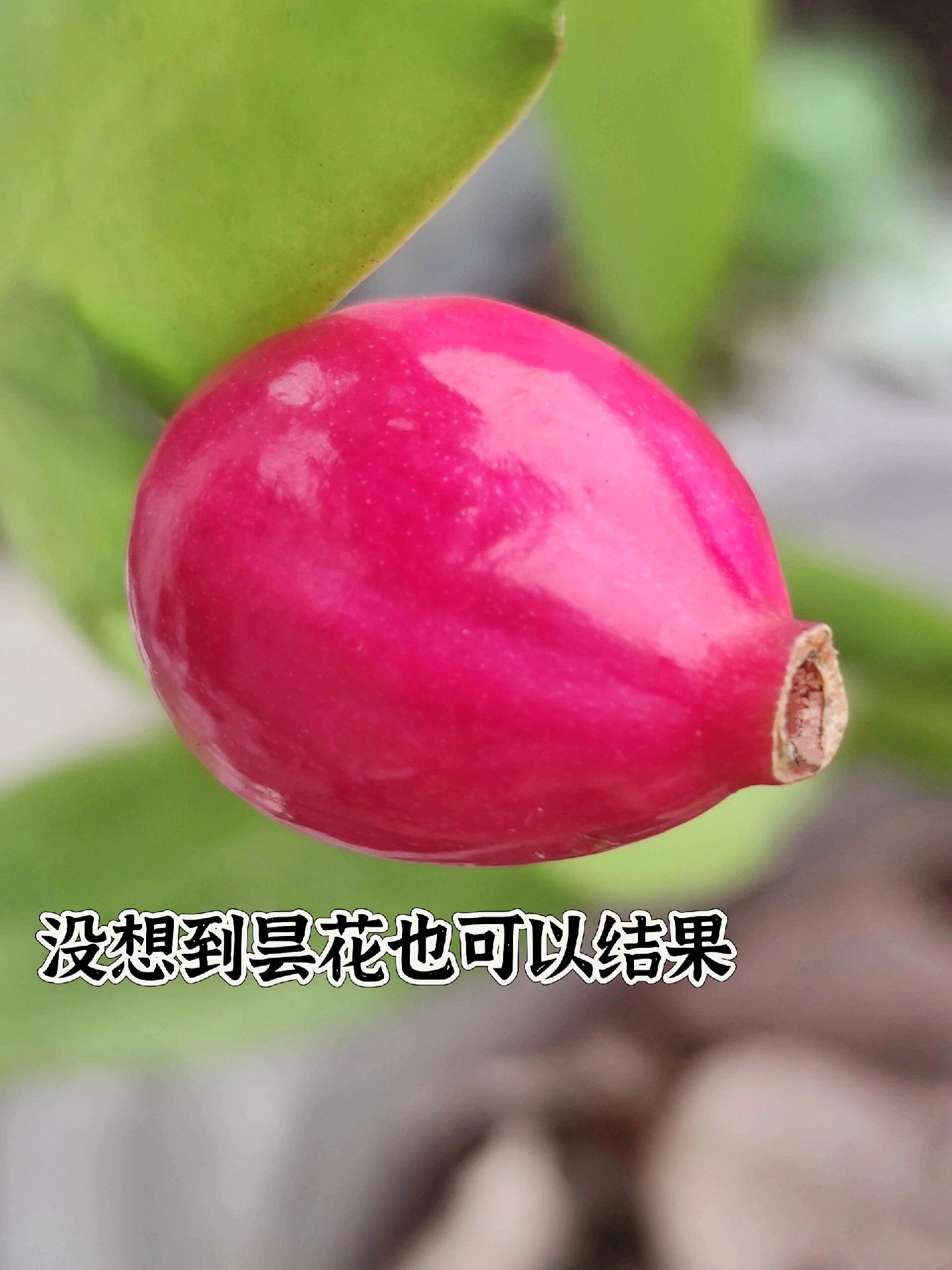 图文伙伴计划 第一次知道昙花也可以结果子.有人吃过吗