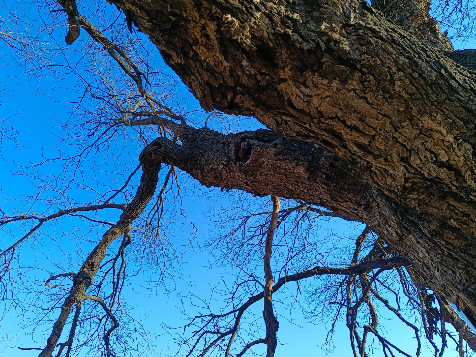 橿子栎奇在周围1920