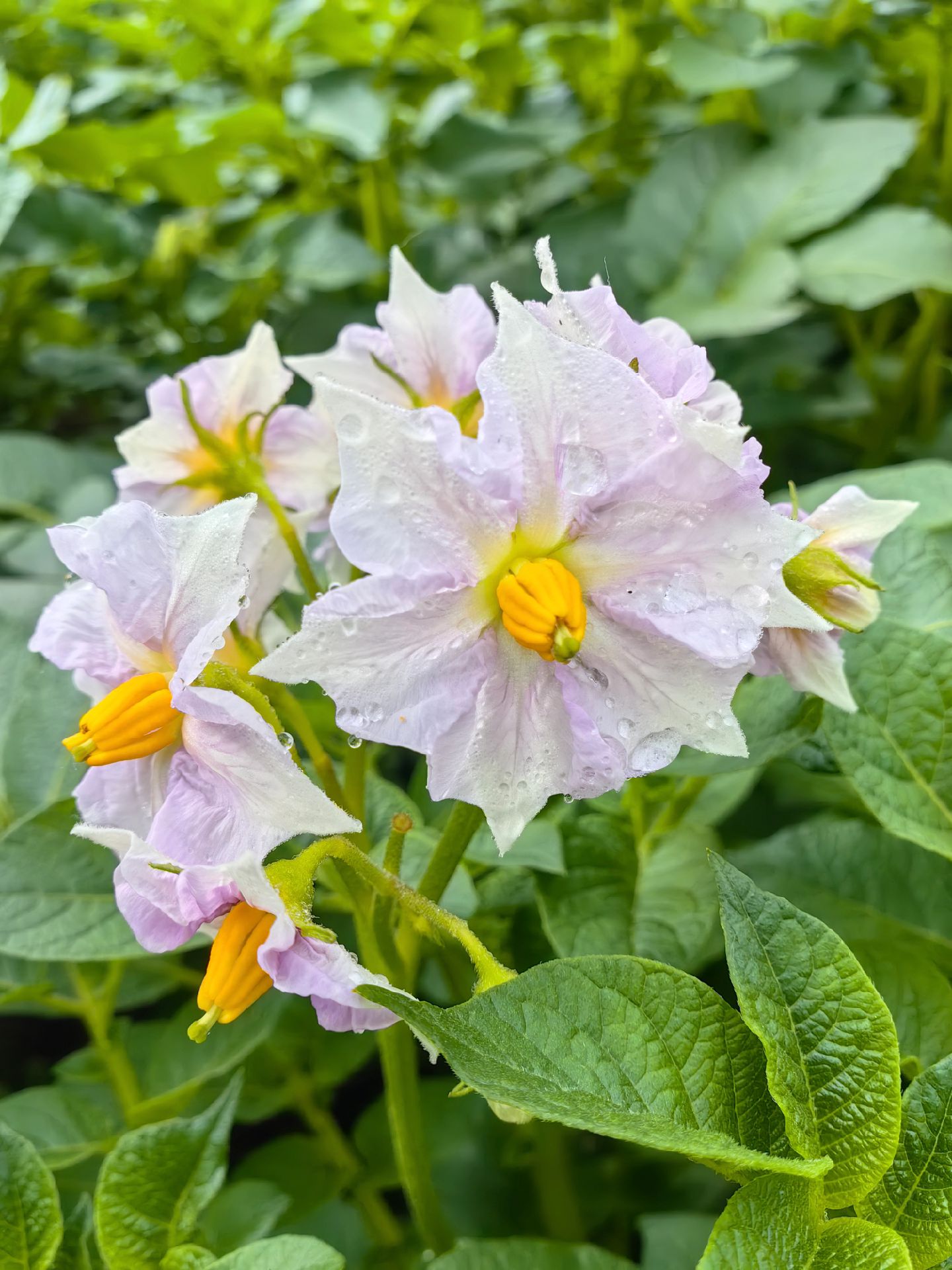 雨中浪漫:洋芋花开赛牡丹!