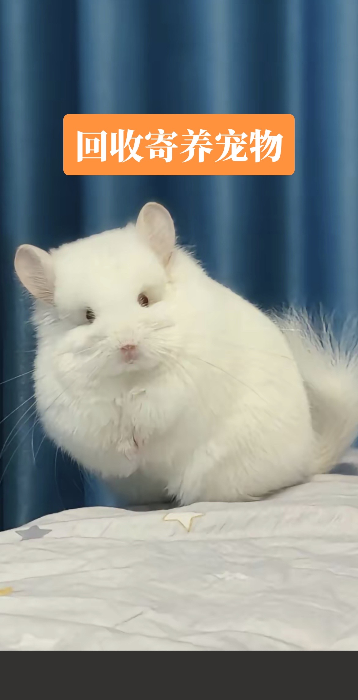 有的联系我哦#龙猫 #萌宠日常记录 #寄养 #回收 #吉鹿萌宠乐园