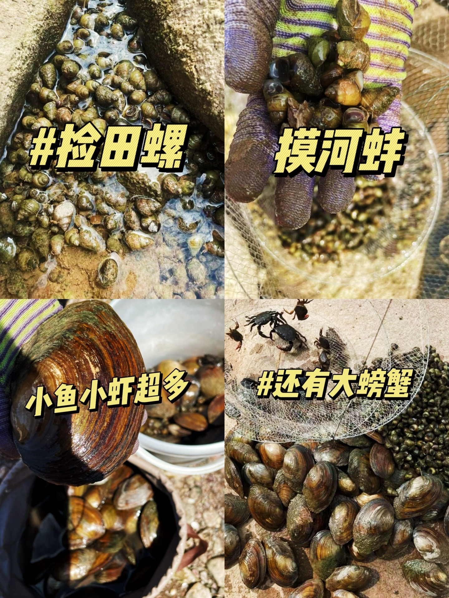 蕾达姐妹plog📷:田螺河蚌螃蟹鱼虾一次捞个够!水质清澈见底.