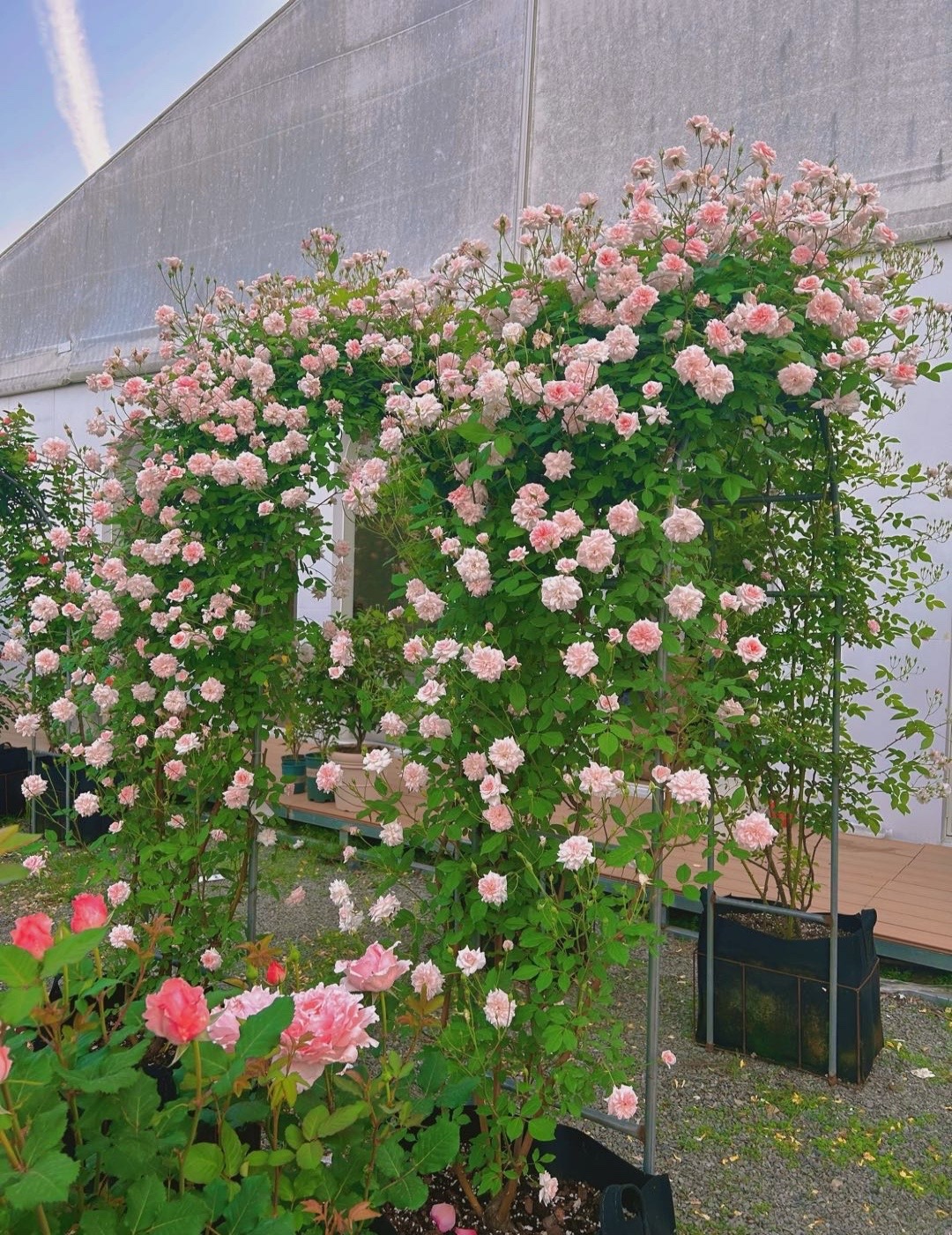 超棒的月季拱门架!