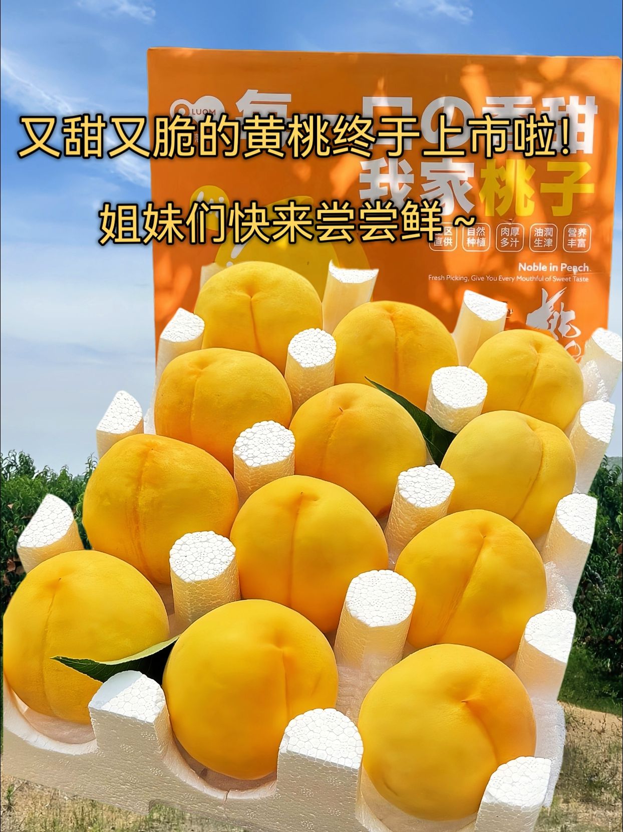宾果