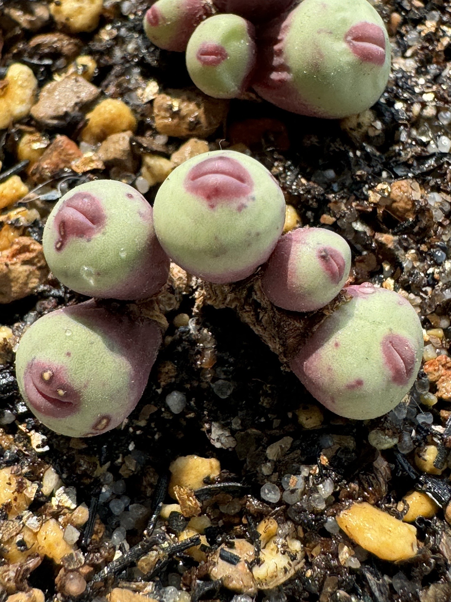 红唇嘟嘟嘴多肉繁殖