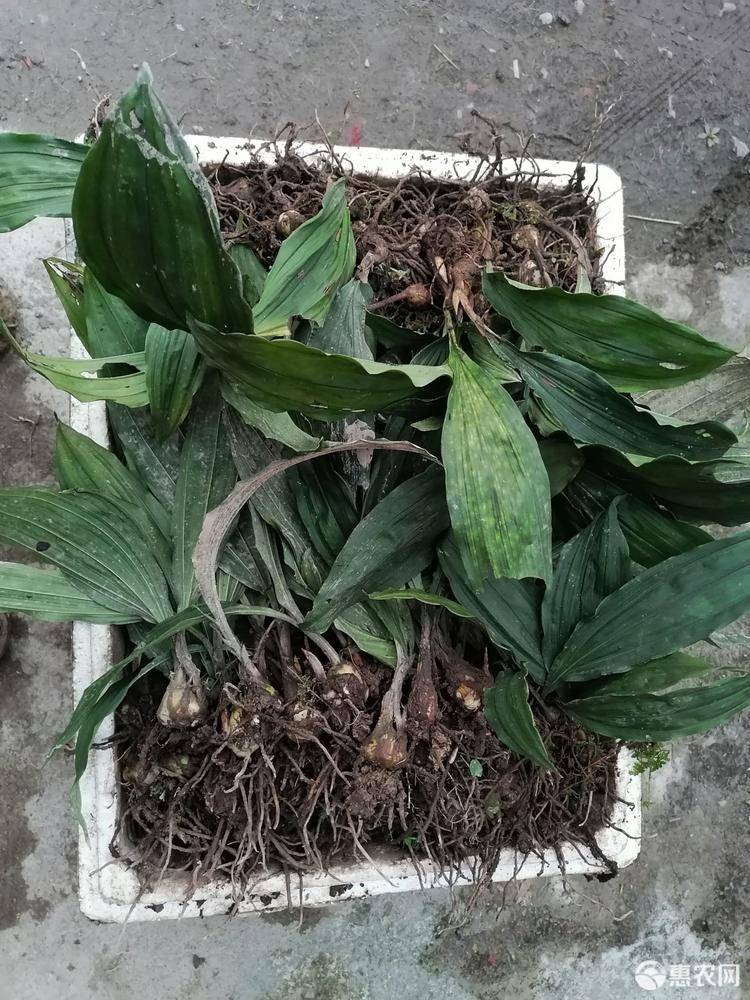 中药材种植养殖合作社—谭