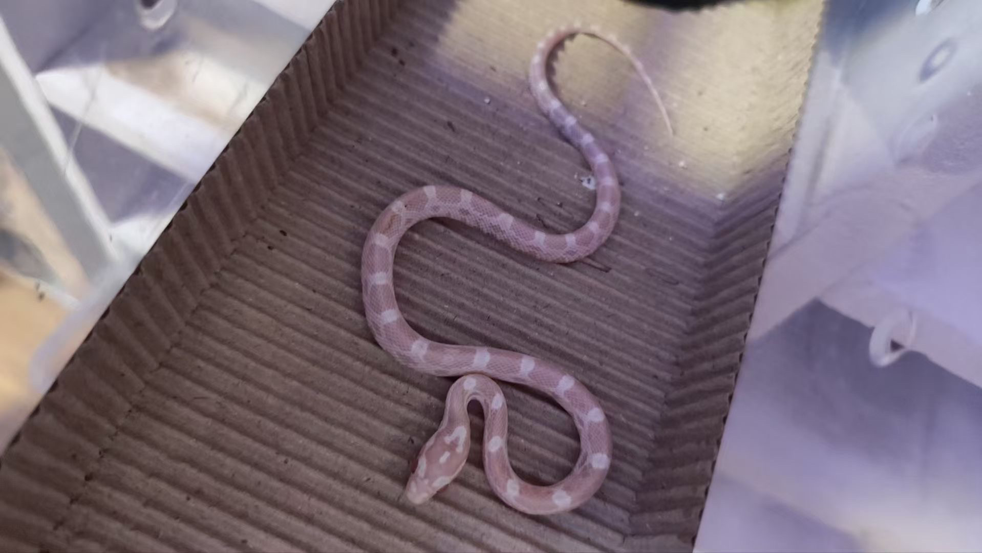 拾欢(爬宠):雪白母吃食不稳定#玉米蛇 #黑王蛇 #蛇🐍 #异宠 #爬宠