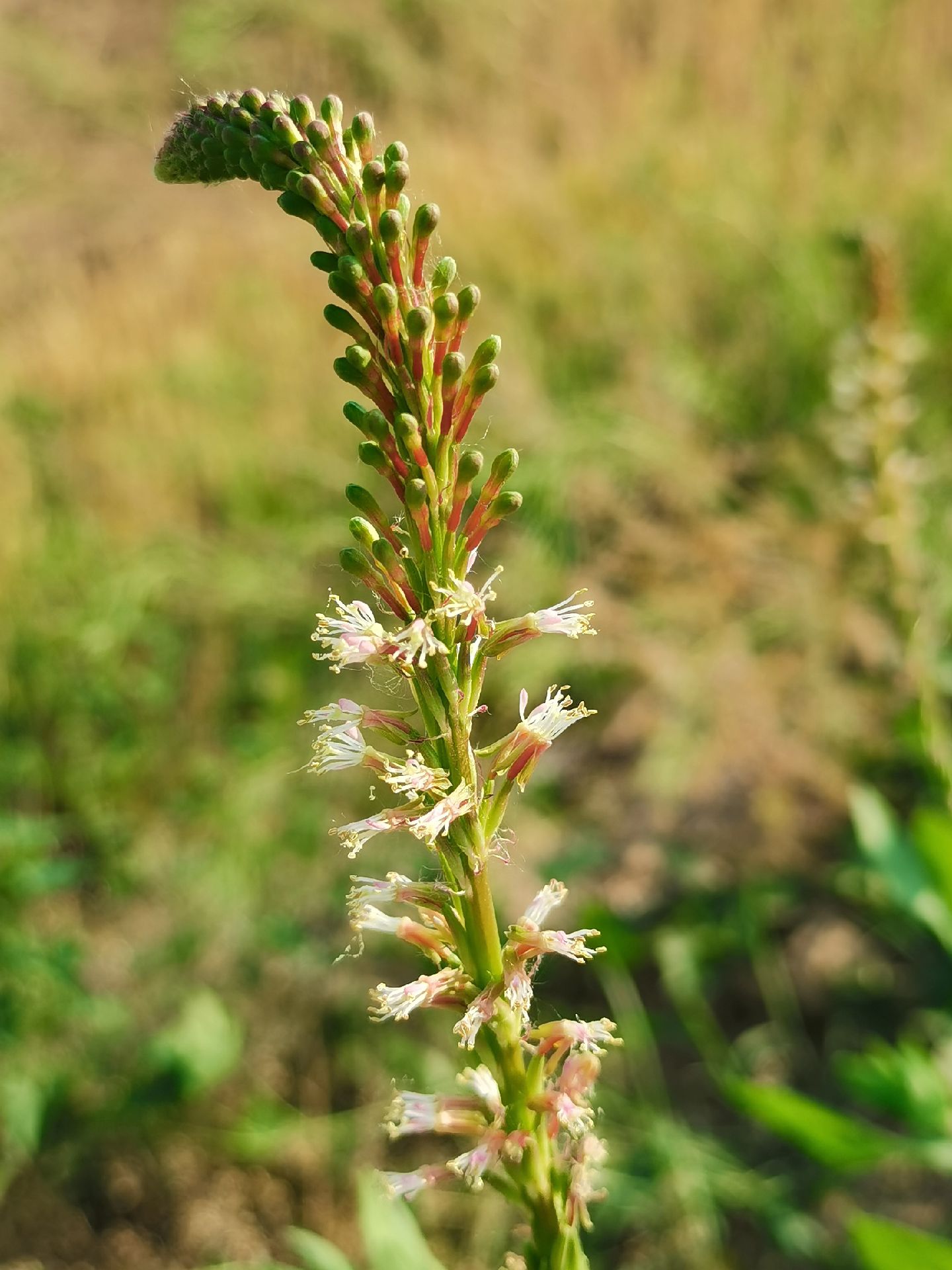 小花山桃草(gaura parviflora)原产美国的外来入侵物种.