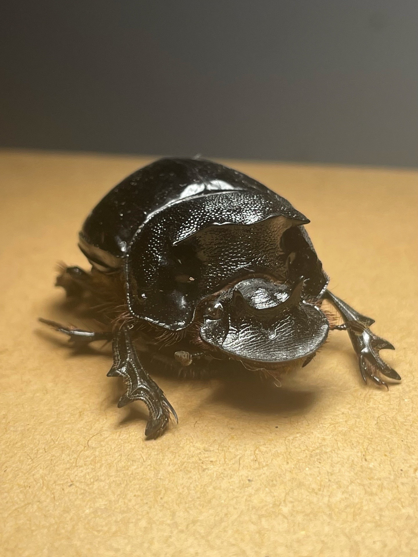 《昆虫记》象态, 橡栗象与豌豆象