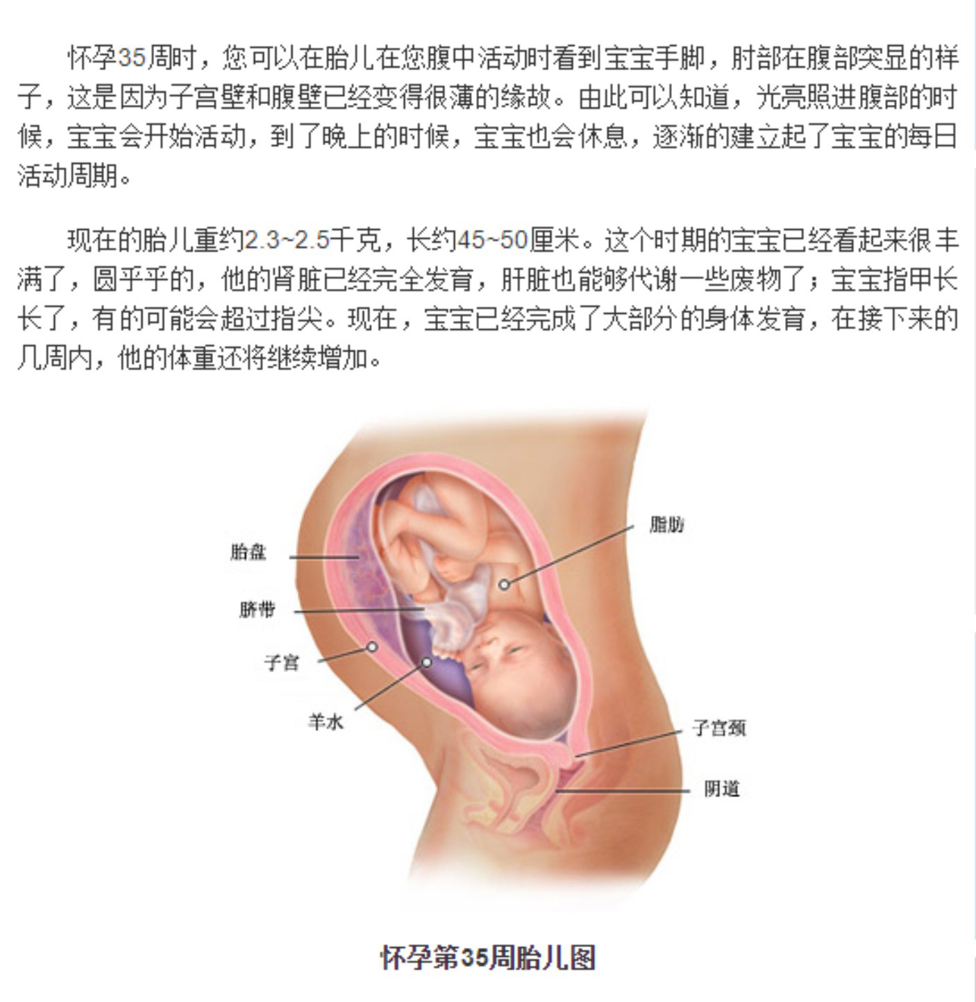 孕妈小包(孕34周)