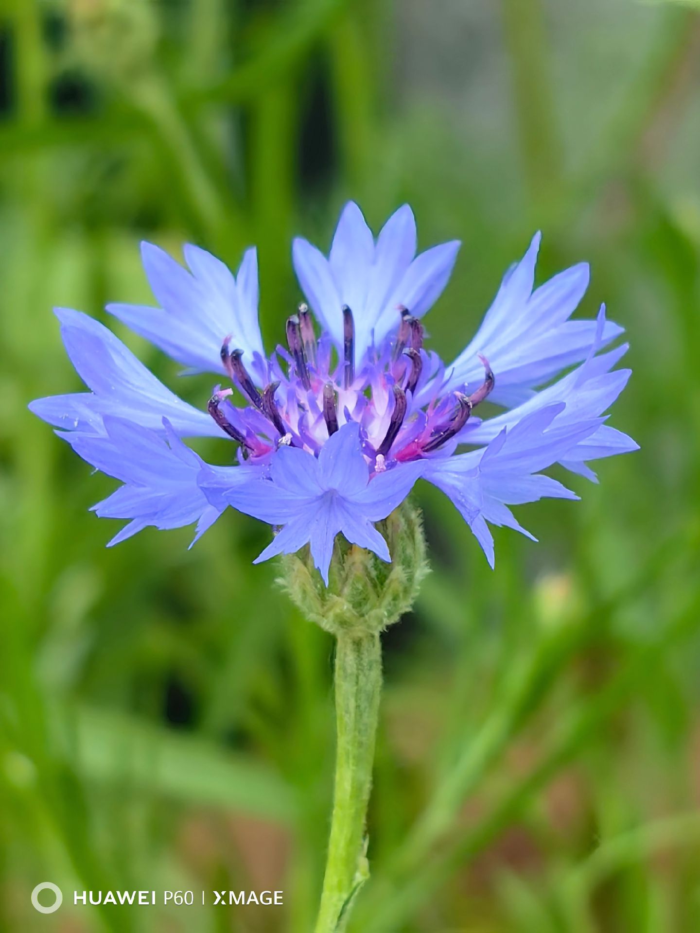 蓝色矢车菊的花语为幸福,光明,遇见,温柔,寓意为遇见幸福.