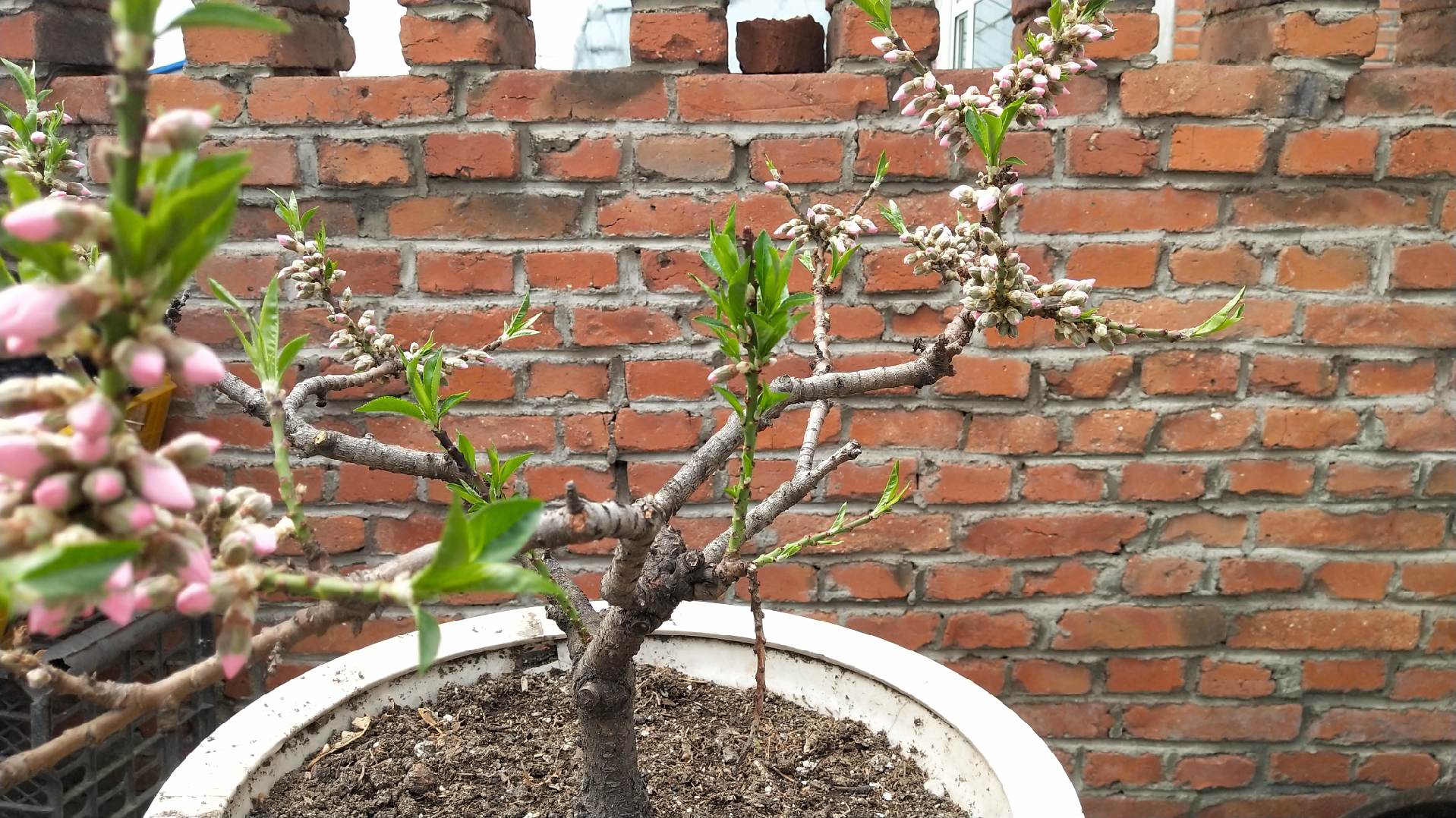 清金桃树延年益寿盆景