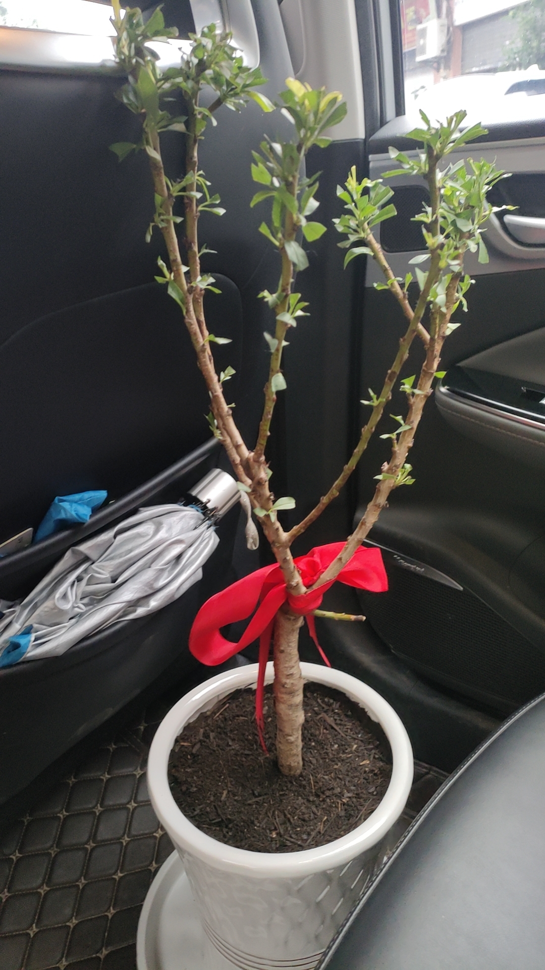 清金桃树延年益寿盆景