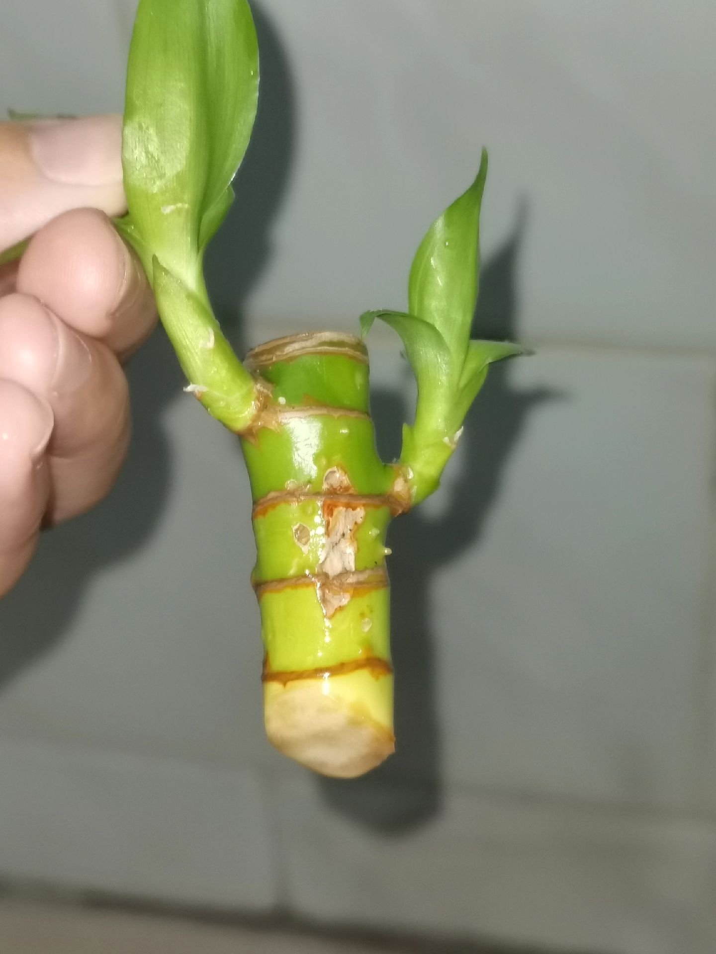 龙竹怎么剪断重新发芽