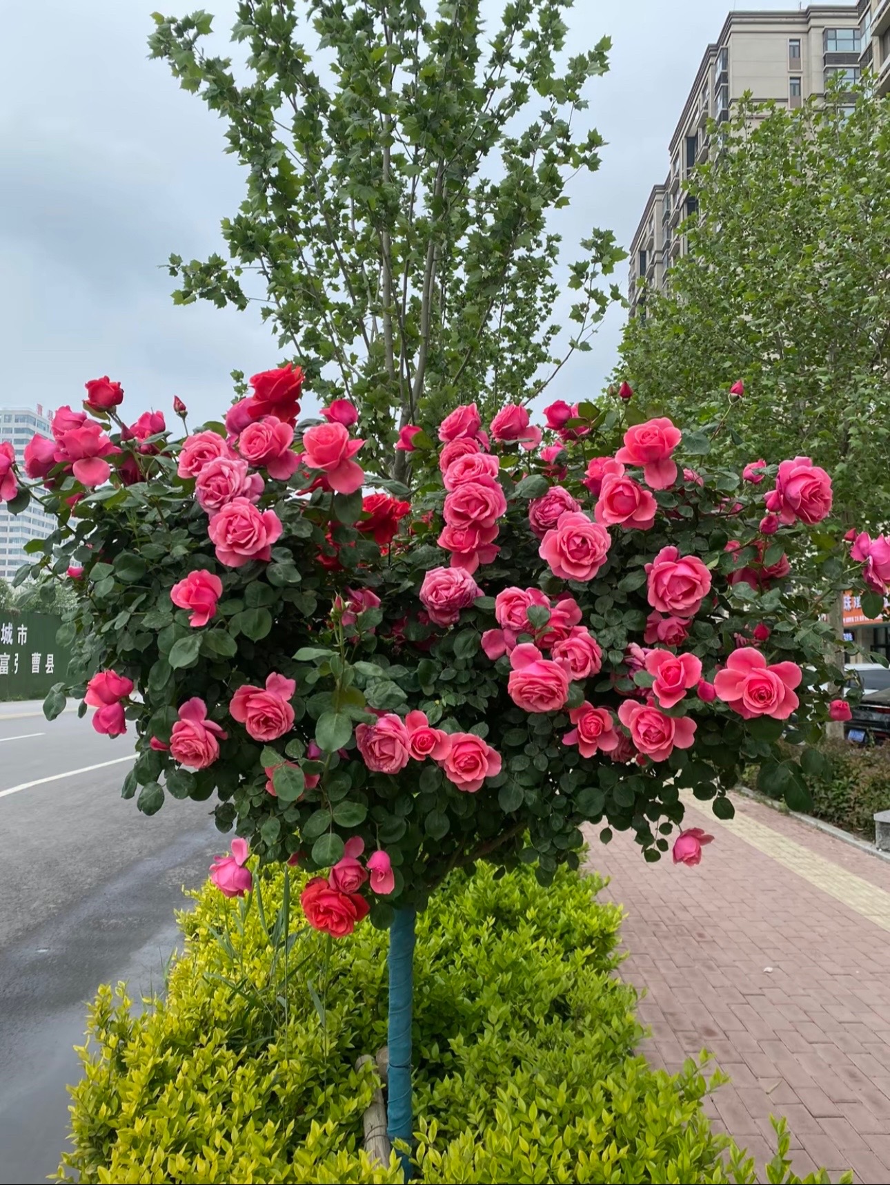 玫瑰棒棒糖树苗