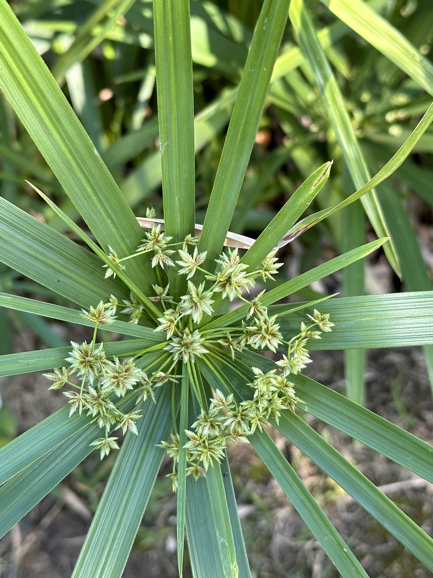 水边的风车～～风车草!