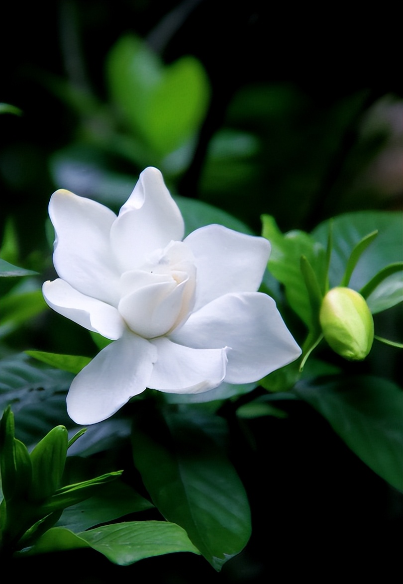 w栀子花:栀子花又来了!你可喜欢?