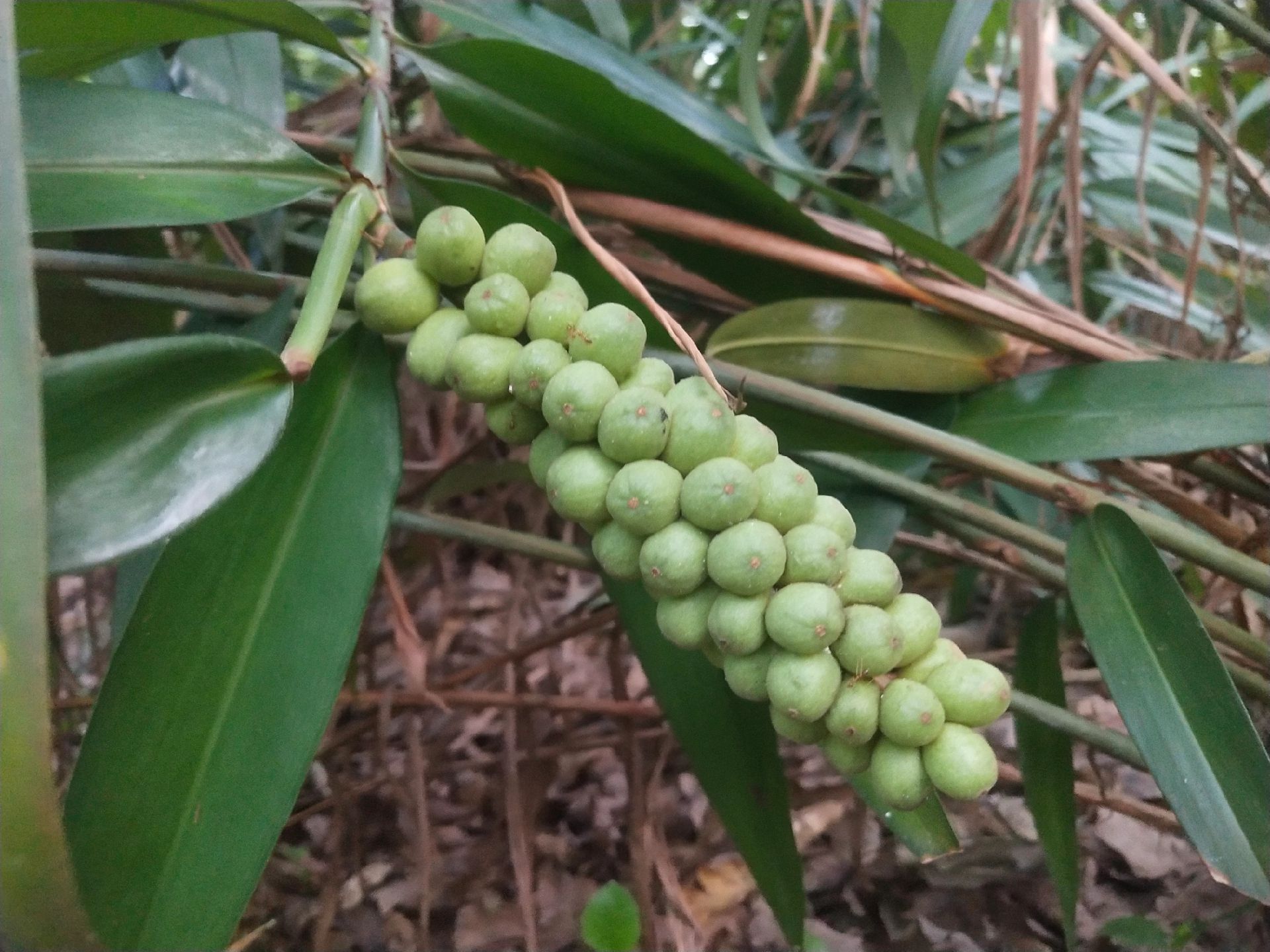 南药发债可申购1万张什么意思