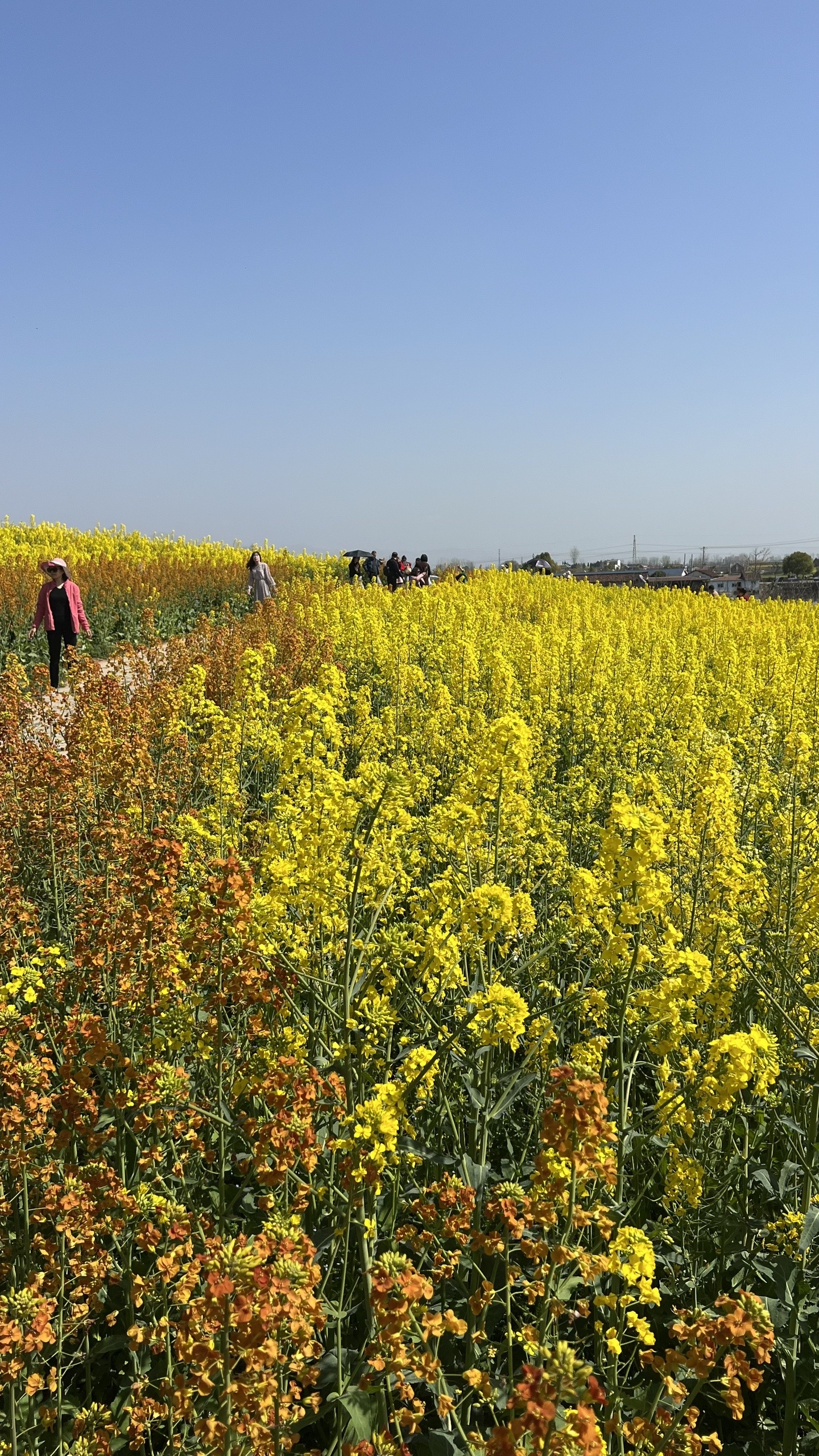 汉中油菜花音乐节有谁